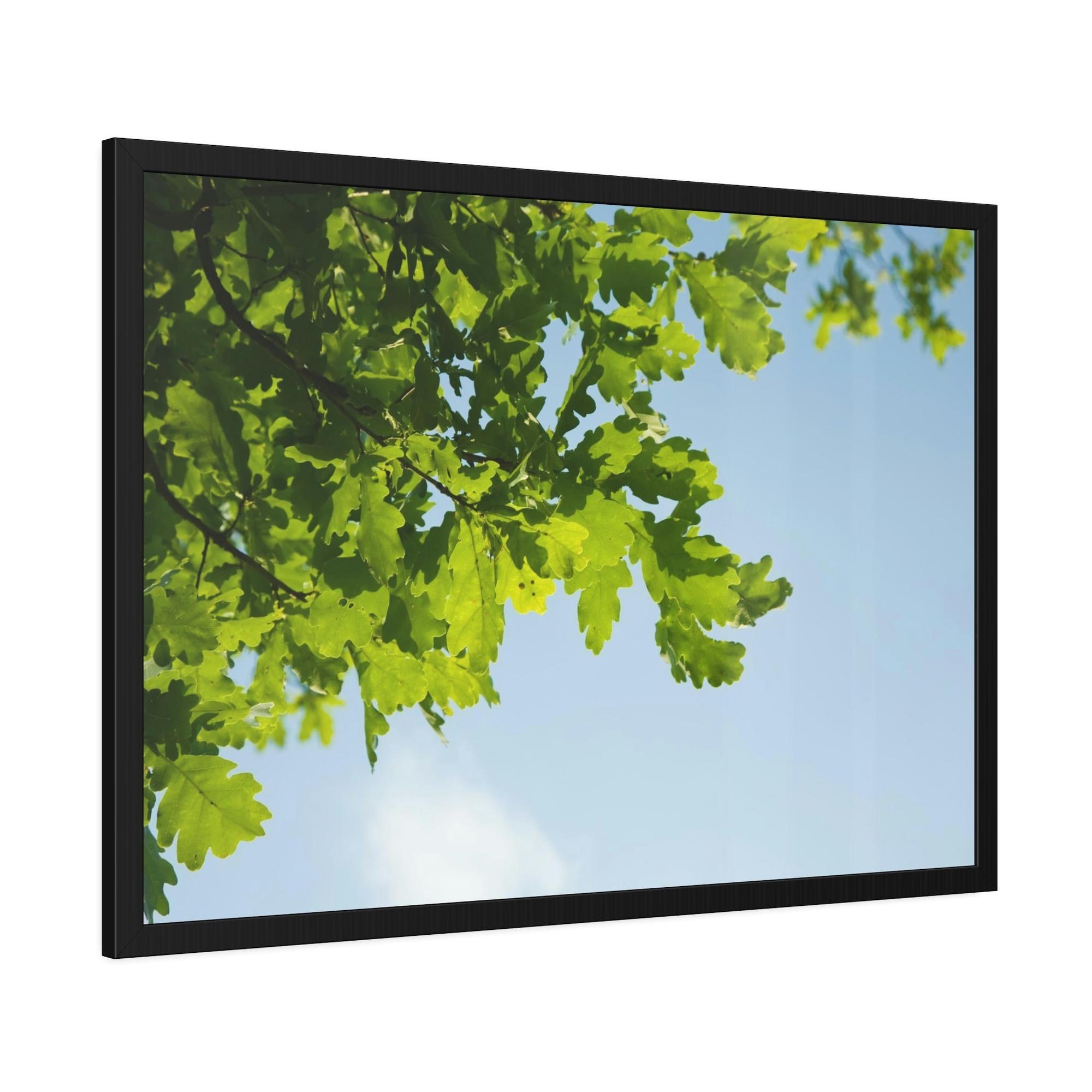 Oak Trees Oak Trees' Radiance: A Luminous Vision of the Forest's Brilliance