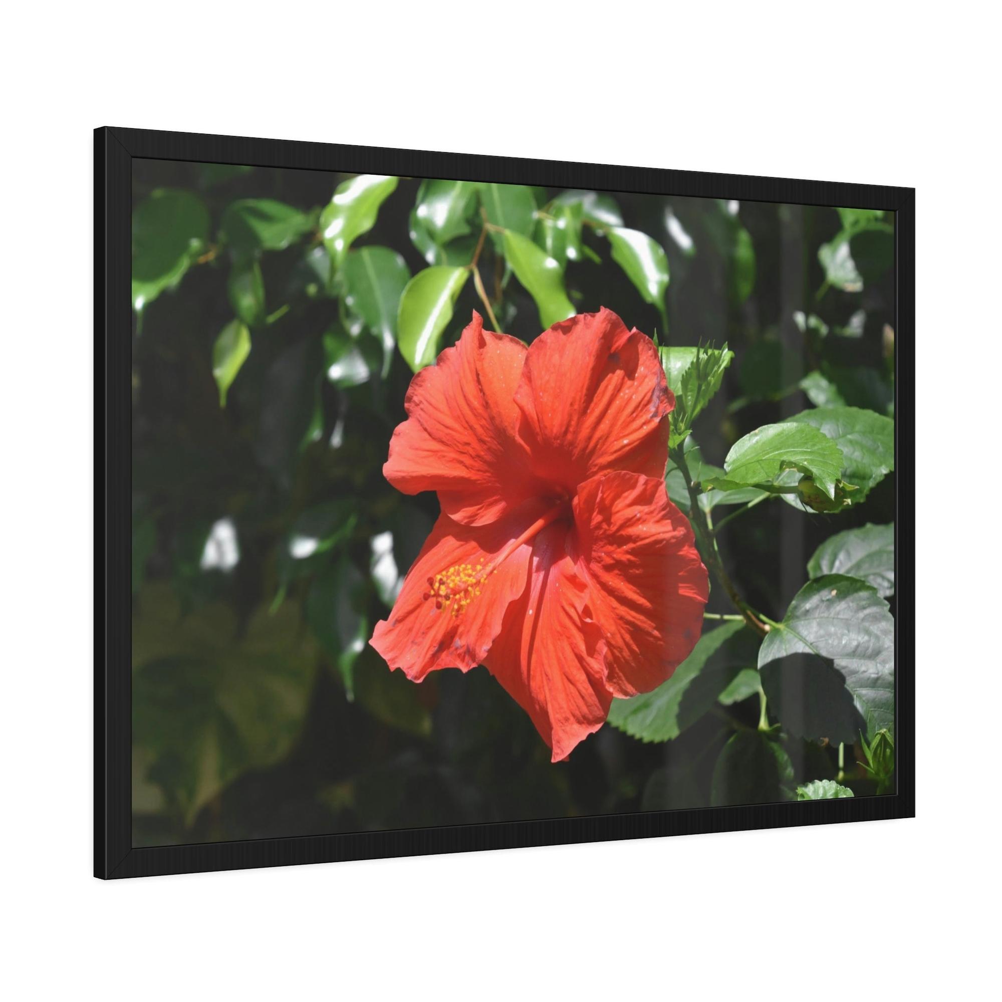 Hibiscuses The Charismatic Hibiscuses: A Vivid Showcase of Nature's Grace and Elegance