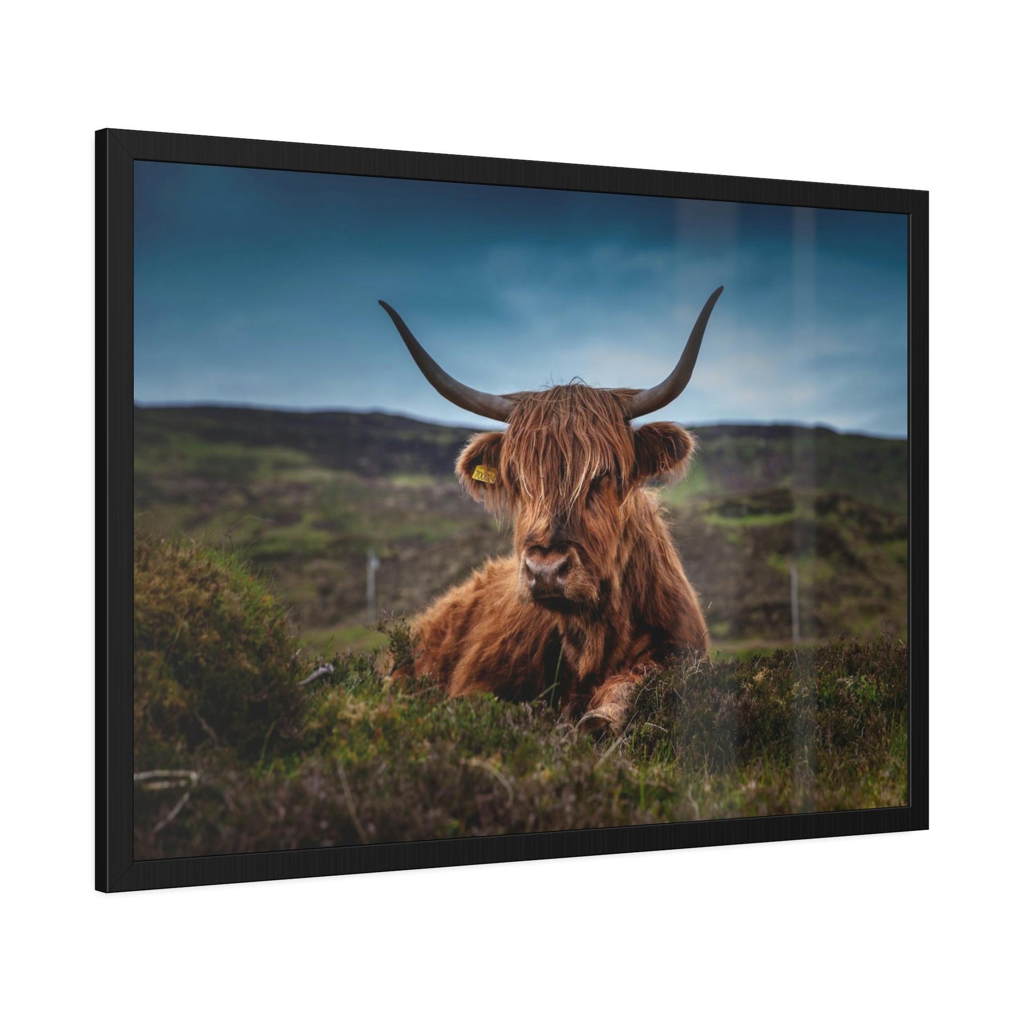 Highland Cow Scottish Longhorn Cattle - Canvas Art | Animals Art