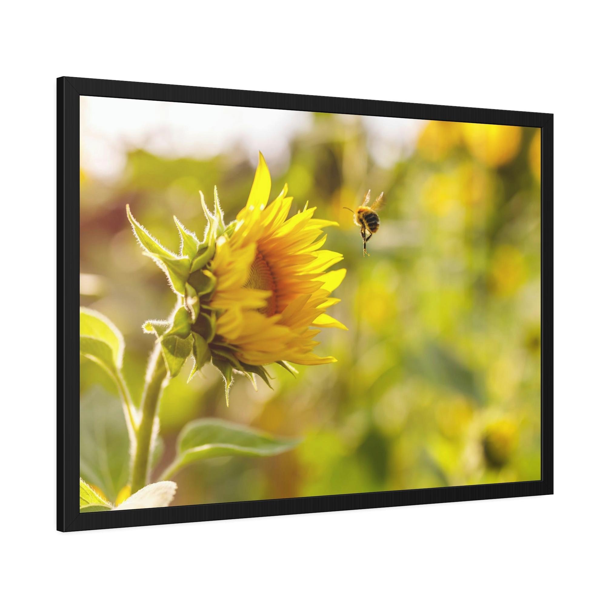 Sunflowers Blooming Sunshine: A Breathtaking and Inspiring Vision of Nature's Delight