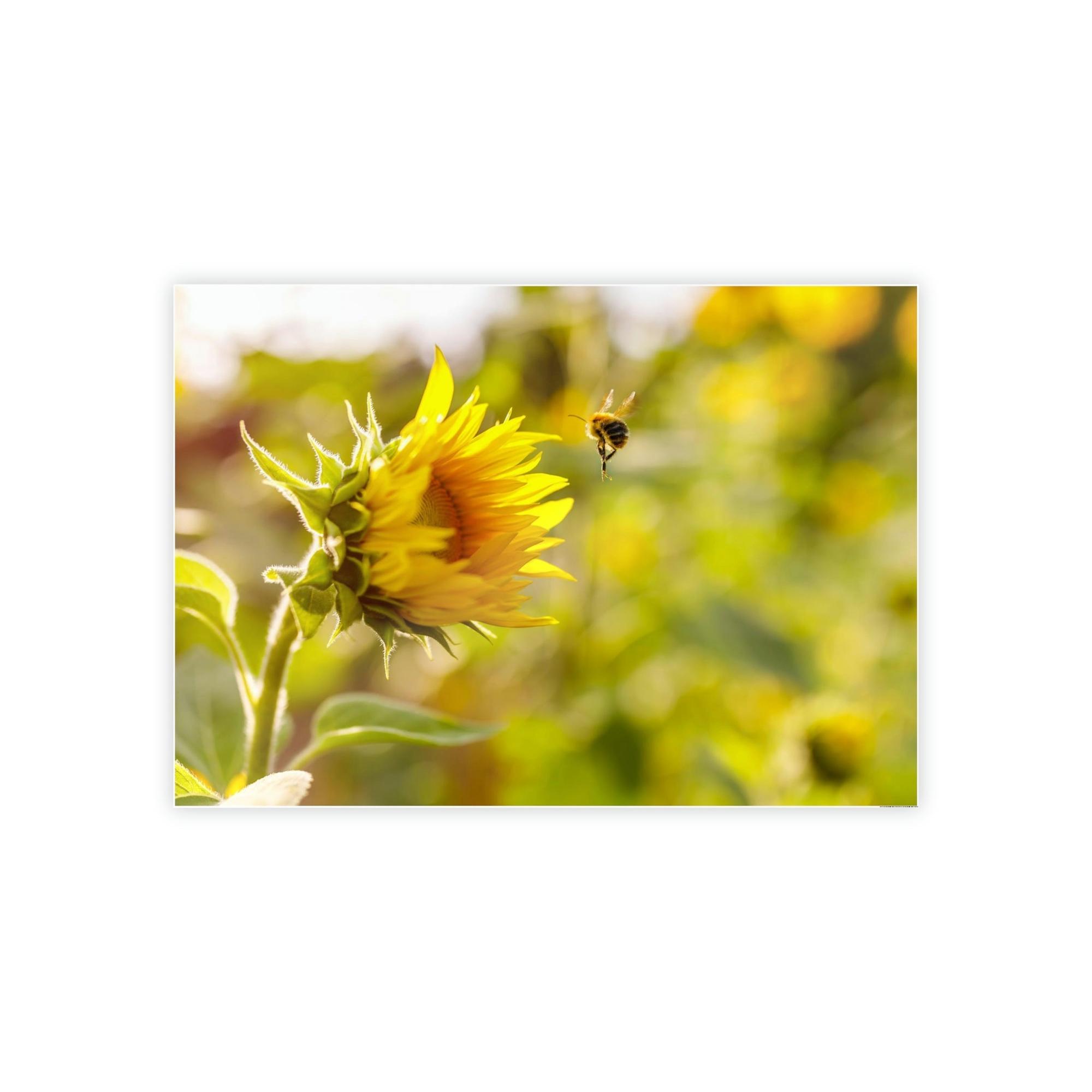 Sunflowers Blooming Sunshine: A Breathtaking and Inspiring Vision of Nature's Delight