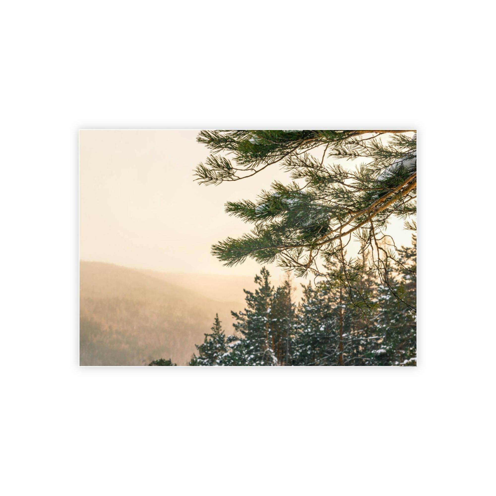 Pine Trees Nature's Pillars: A Canvas of Pine Trees
