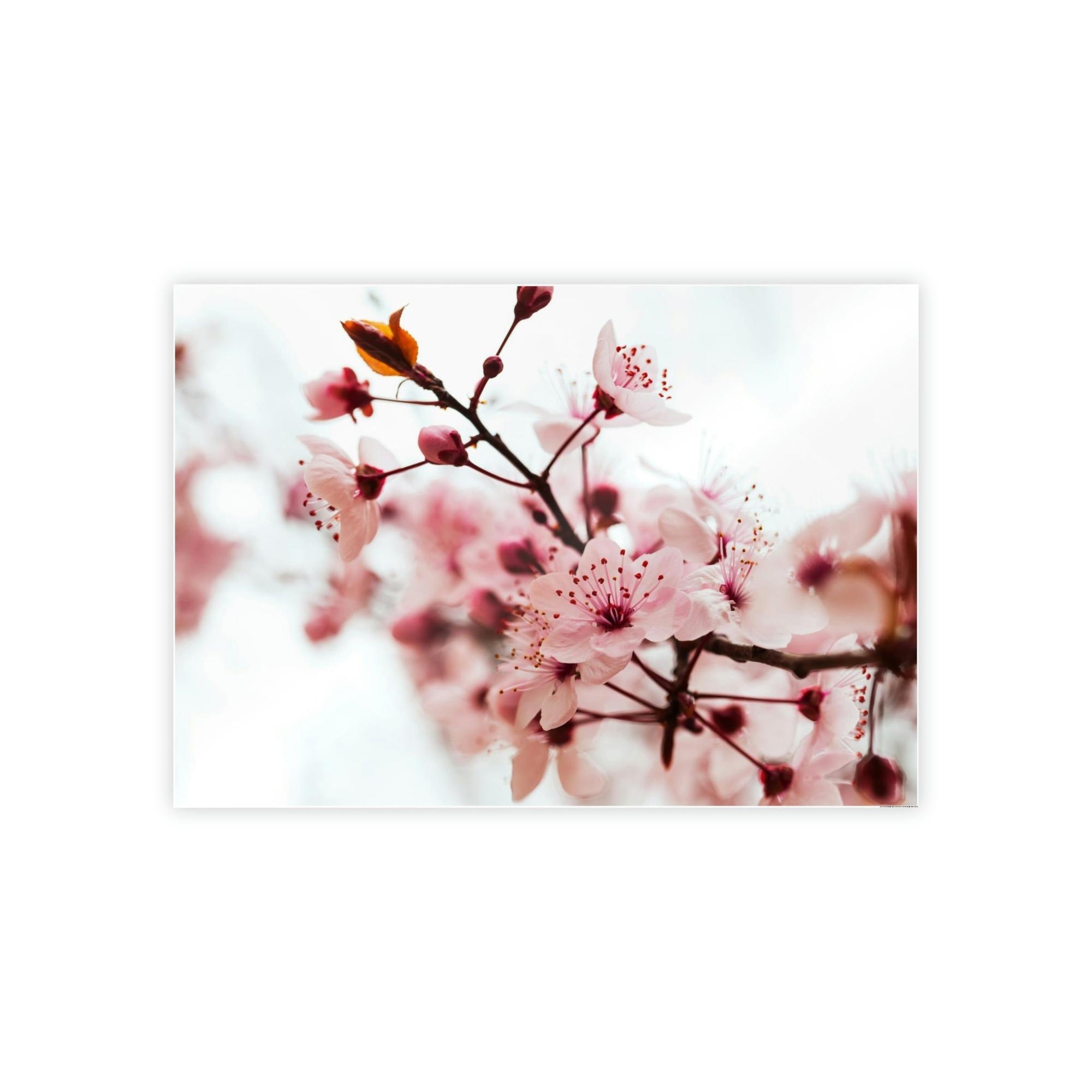 Almond Blossoms Blossoming Beauty: Almond Blossoms on Natural Canvas & Poster