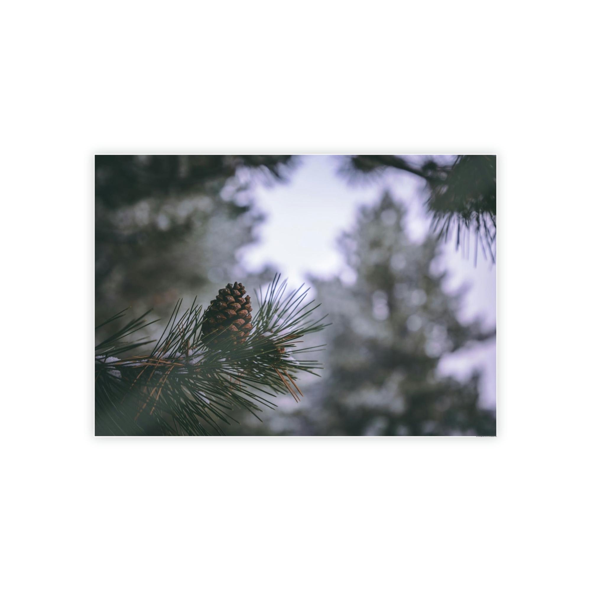 Pine Trees Pine Tree Forest: A Canvas of Verdant Growth and Wild Beauty