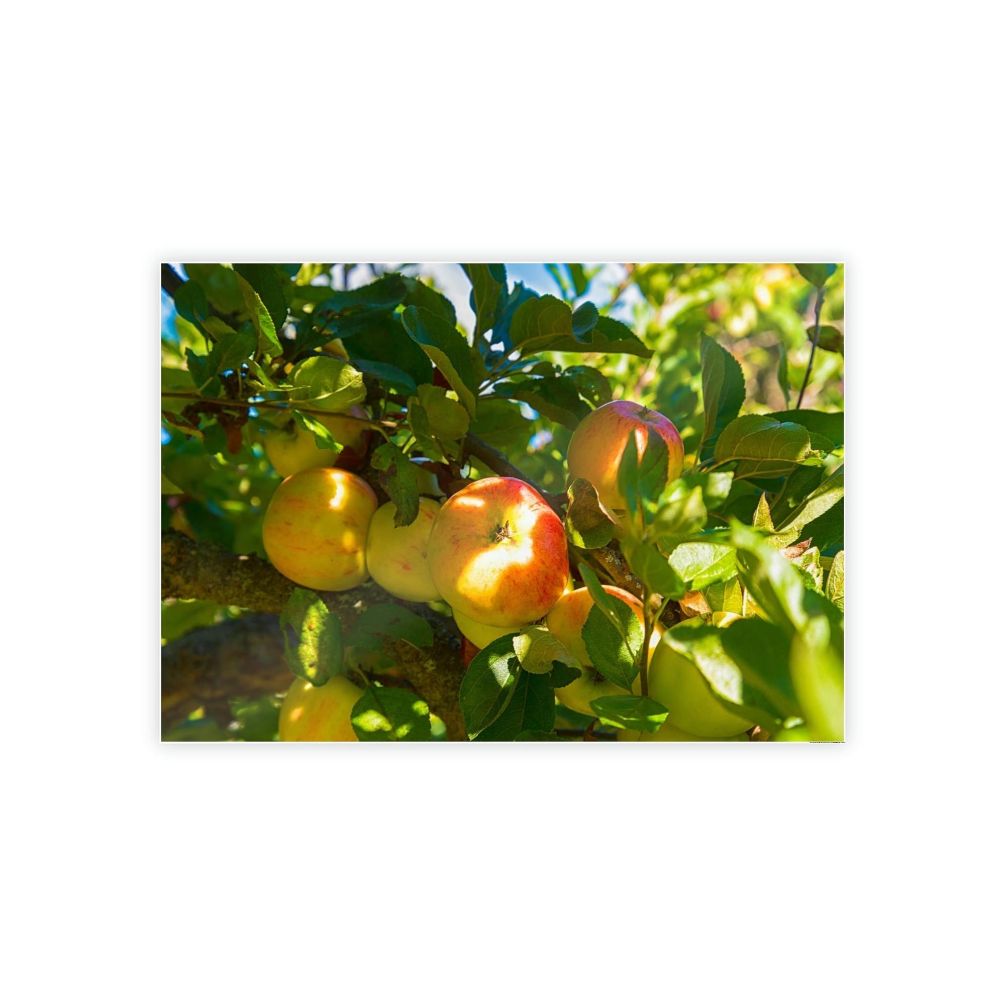 Apple Trees Serene Orchard: Framed Canvas & Poster of Apple Trees on a Sunny Day