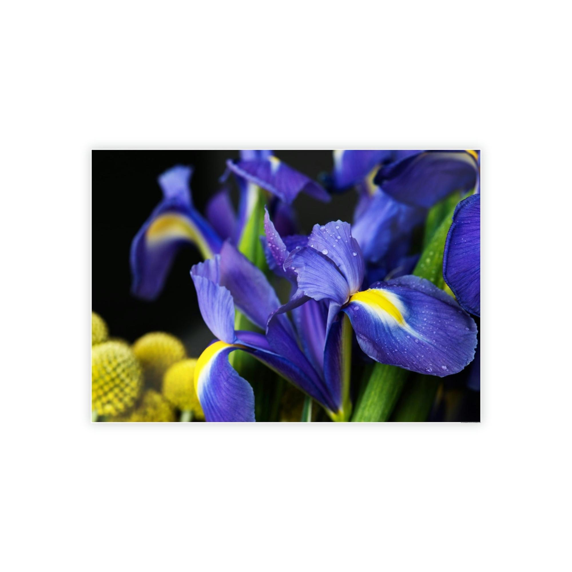 Irises Iris Dreams: A Canvas of Purple and Blue Hues