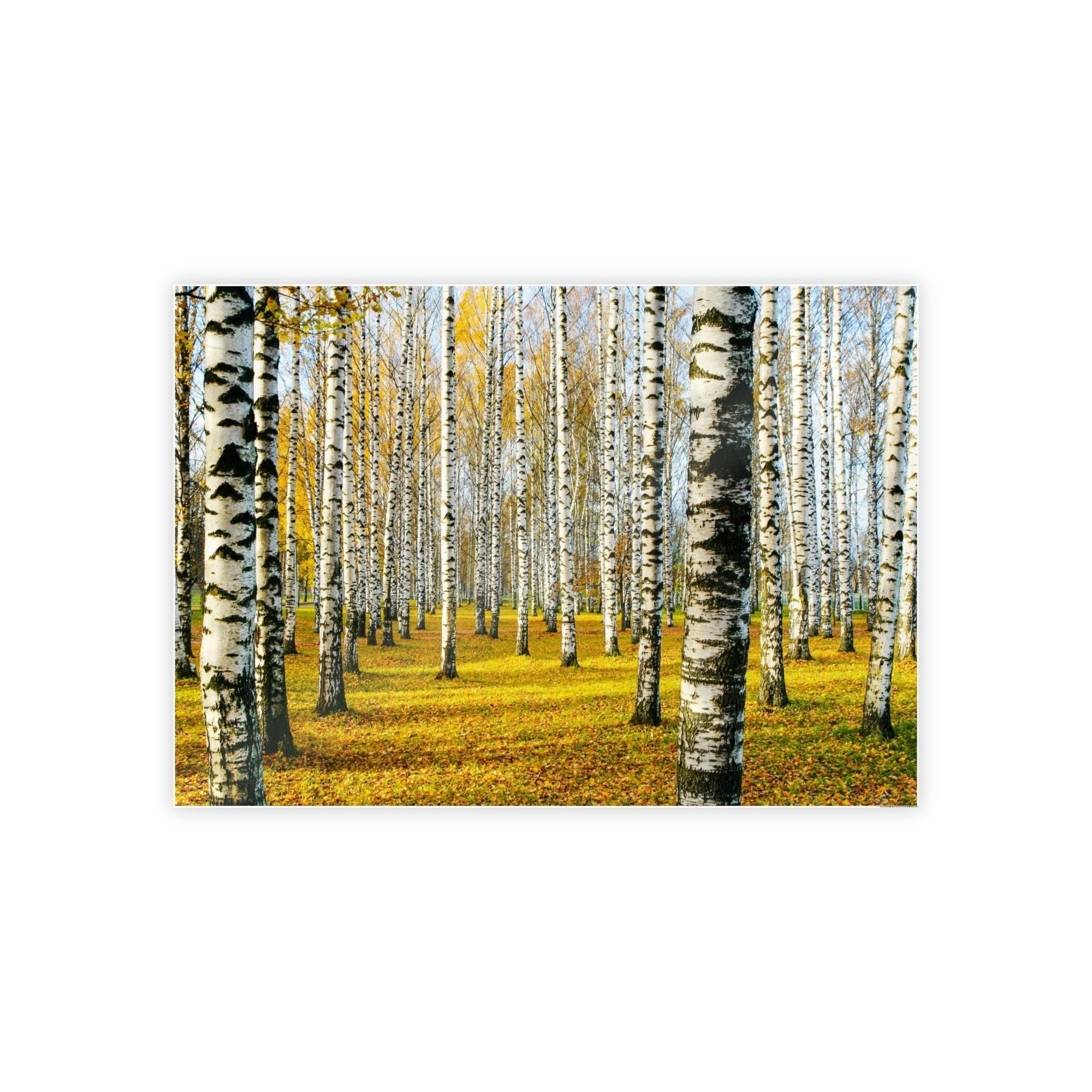 Aspen Trees The Serene Beauty of Aspen Trees: Wall Art for Your Home