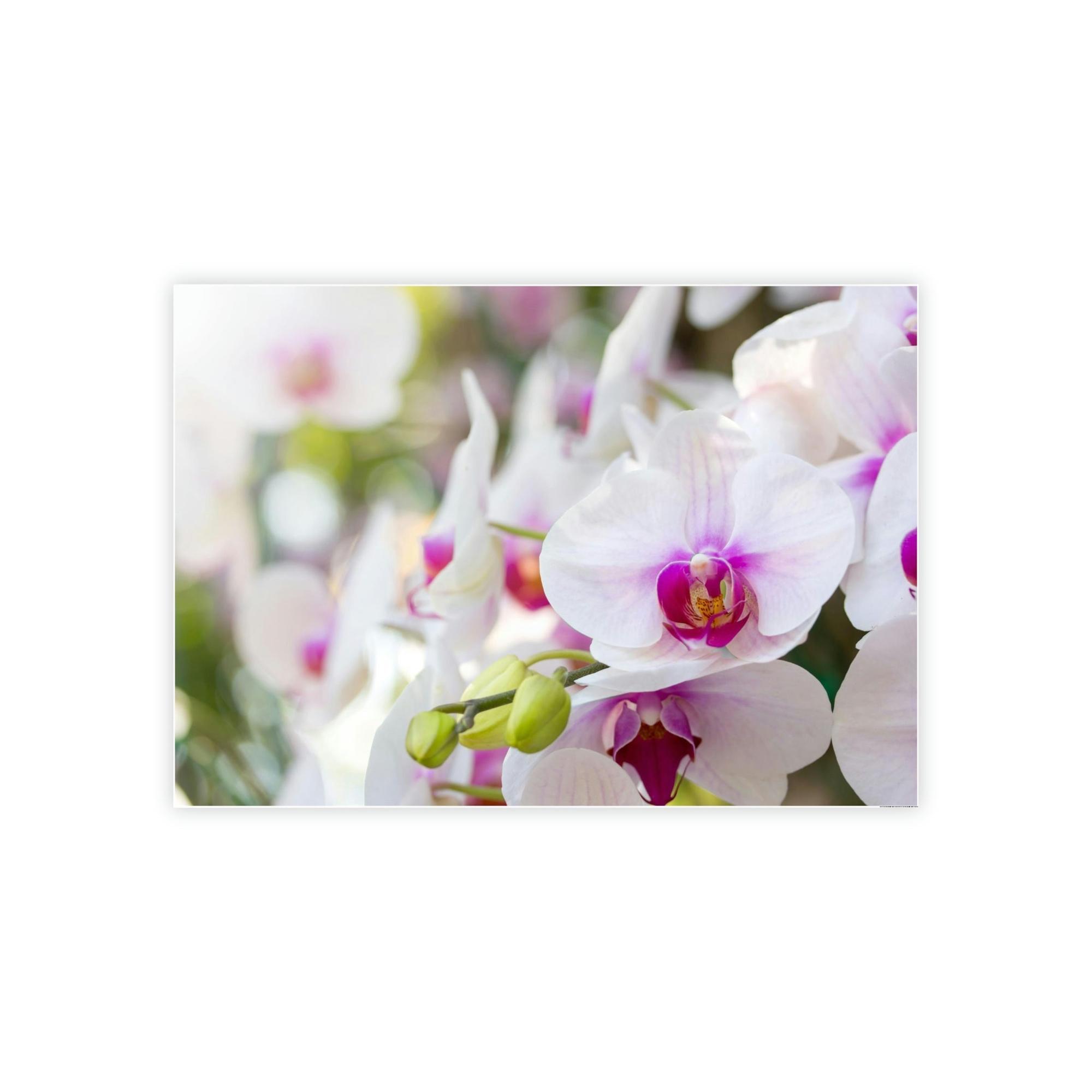 Orchids Floral Symphony: Orchids in Harmony