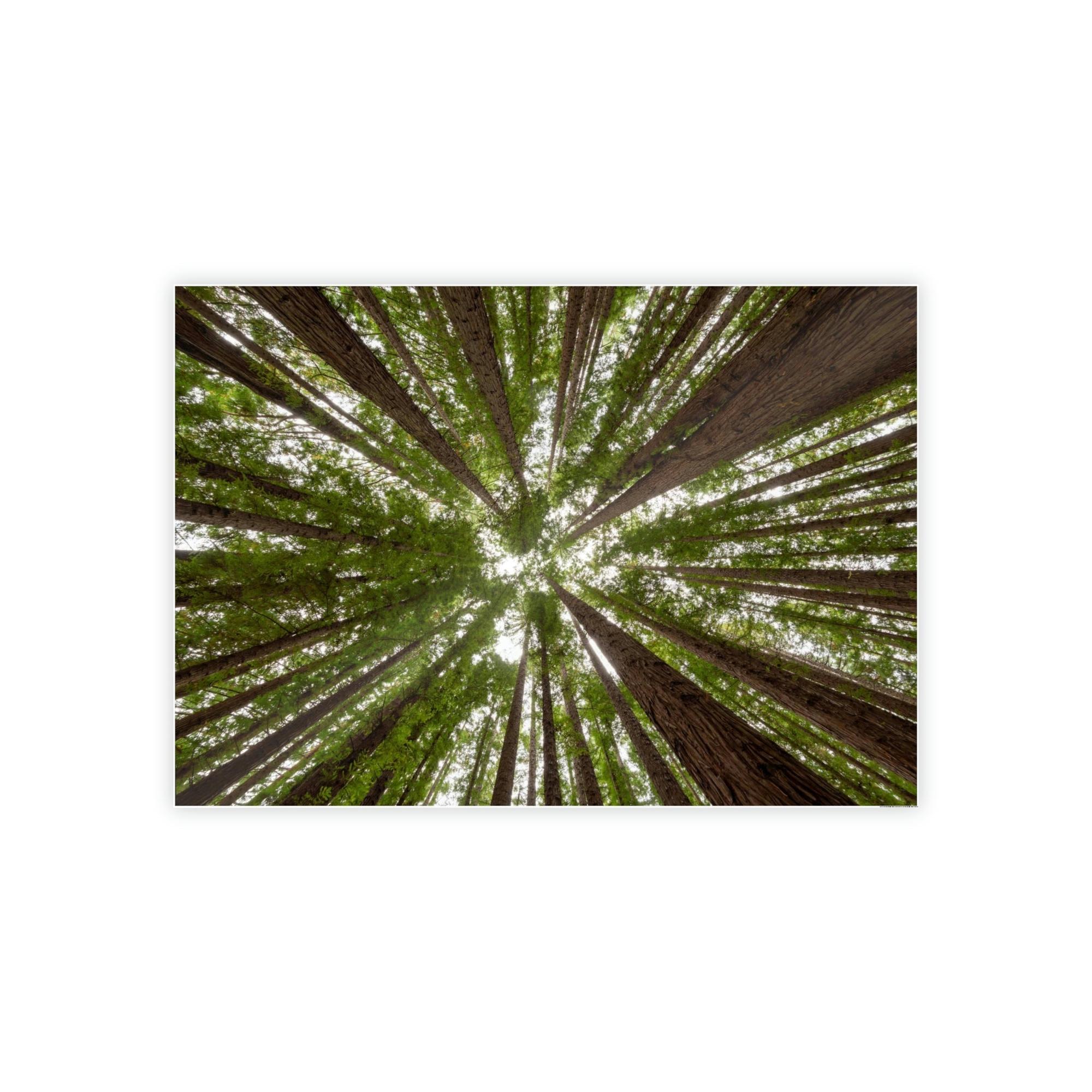 Forest Trees Through the Trees: A Forest Adventure