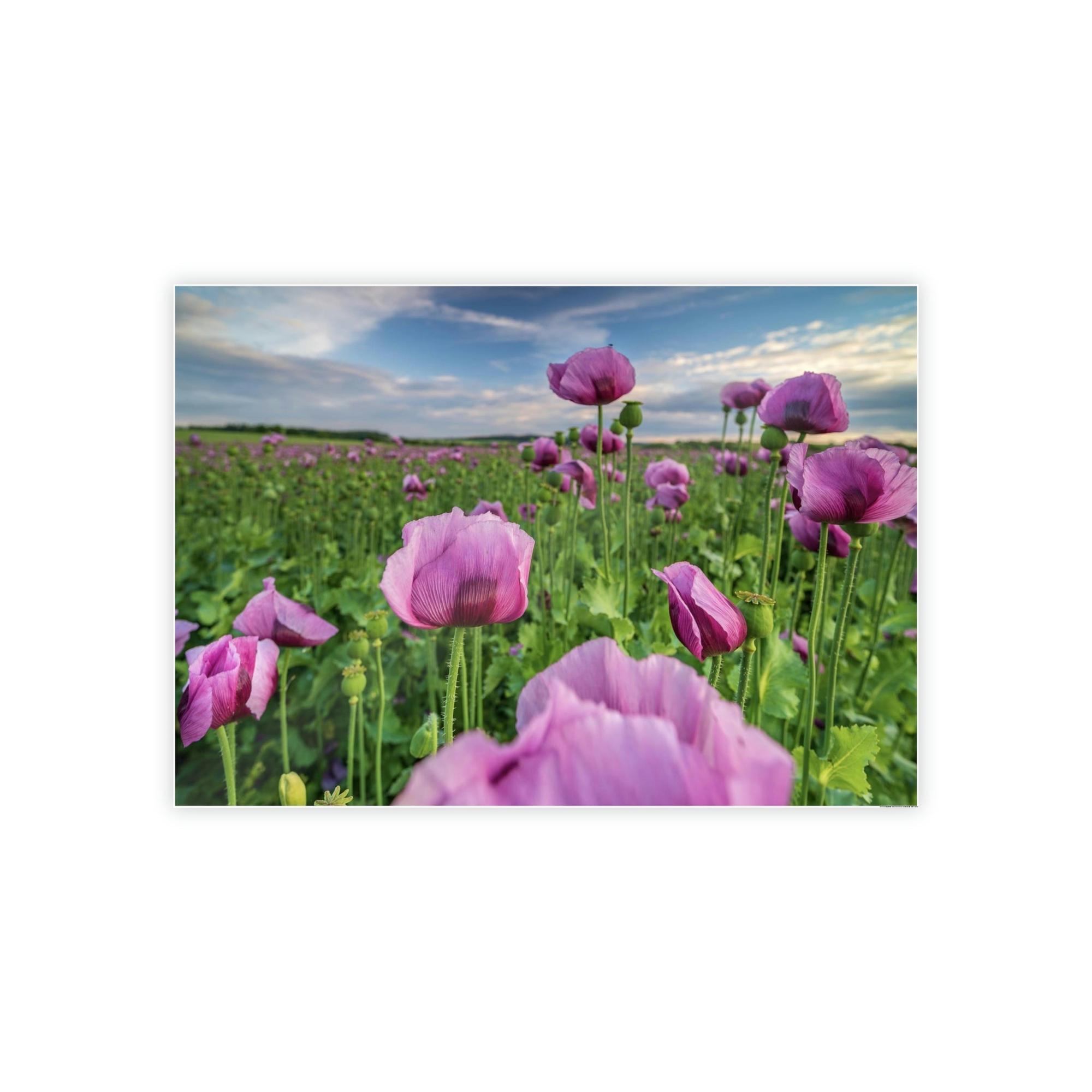 Poppies Poppy Perfection: A Painting of Poppies as a Symbol of Perfection