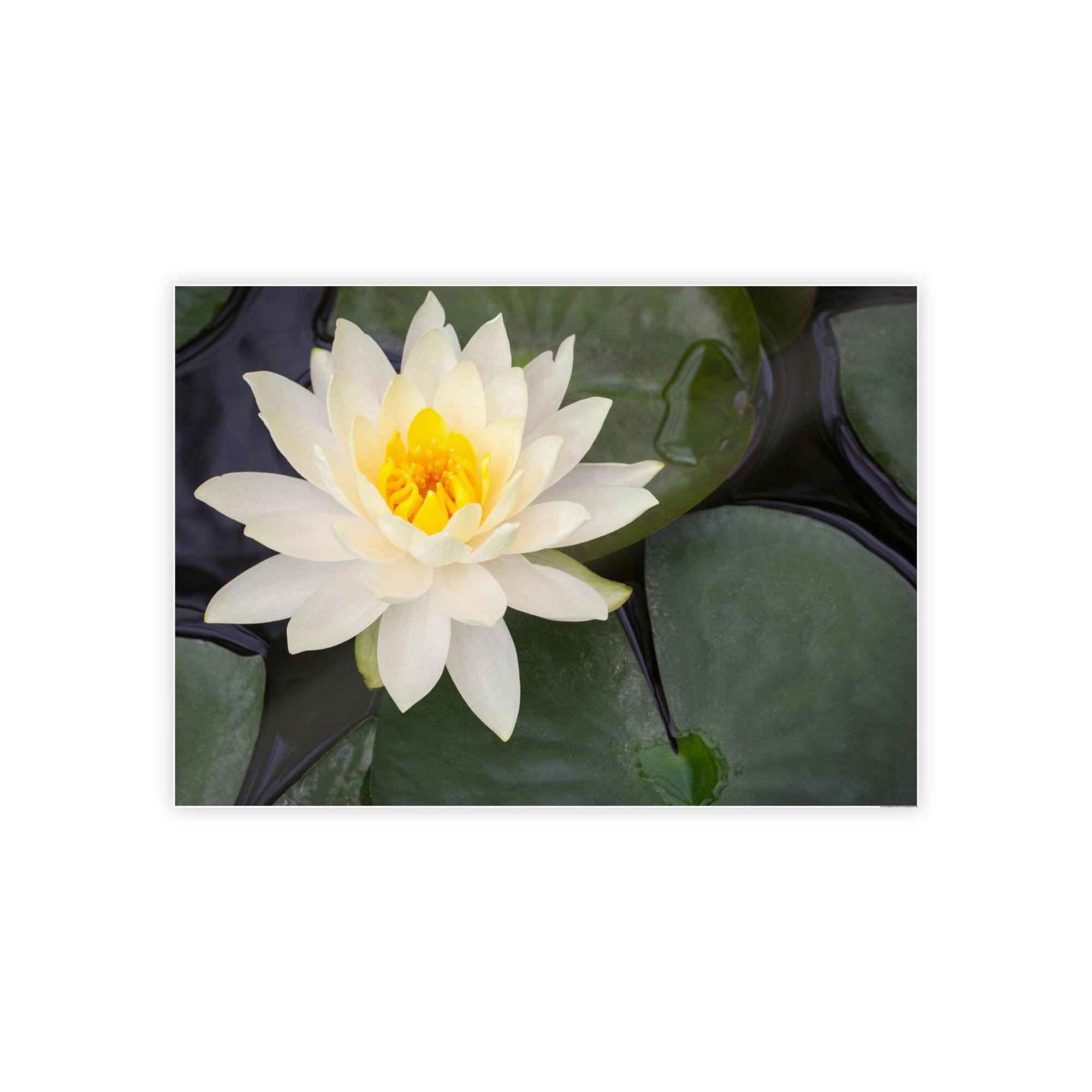 Lilies & Waterlily Lily Serenade: A Symphony of Floral Beauty