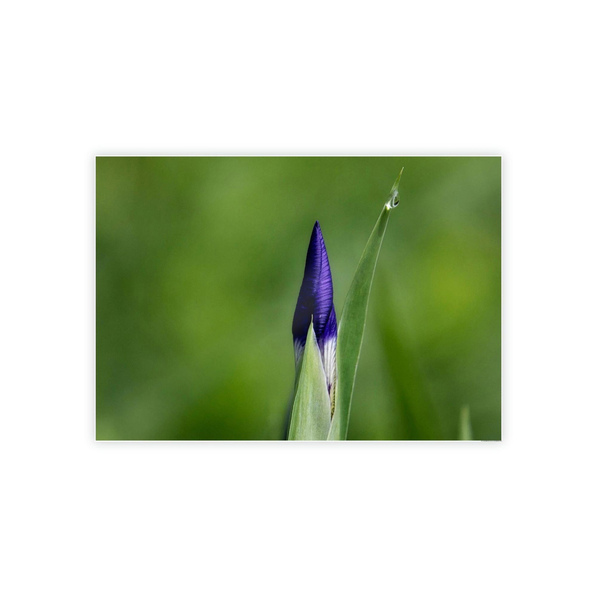 Irises Irise in Bloom: A Canvas of Melodic Petals and Fragrances