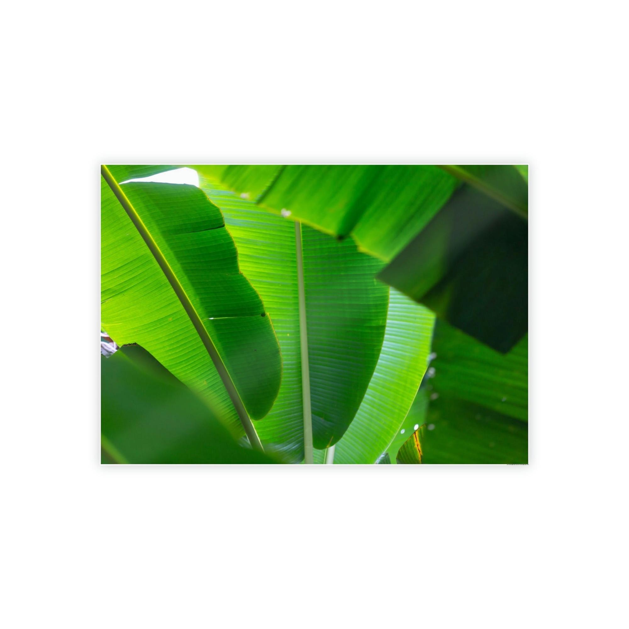 Banana Trees Exotic Foliage: Framed Poster of a Lush Banana Grove