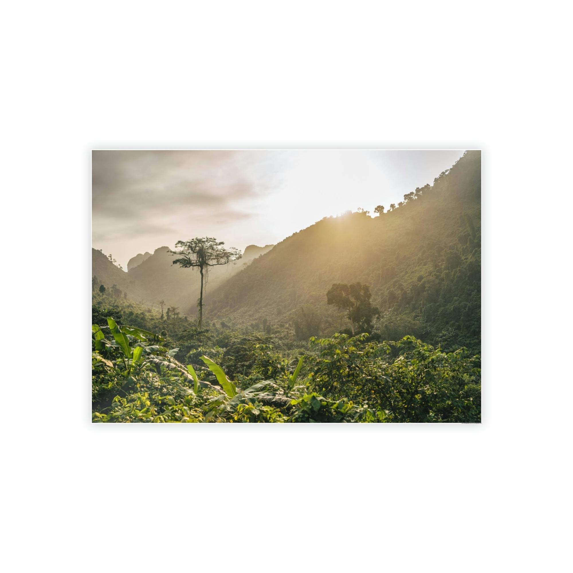 Forests And Jungles A Journey Through Forests and Jungles: A Glimpse into the Heart of Nature