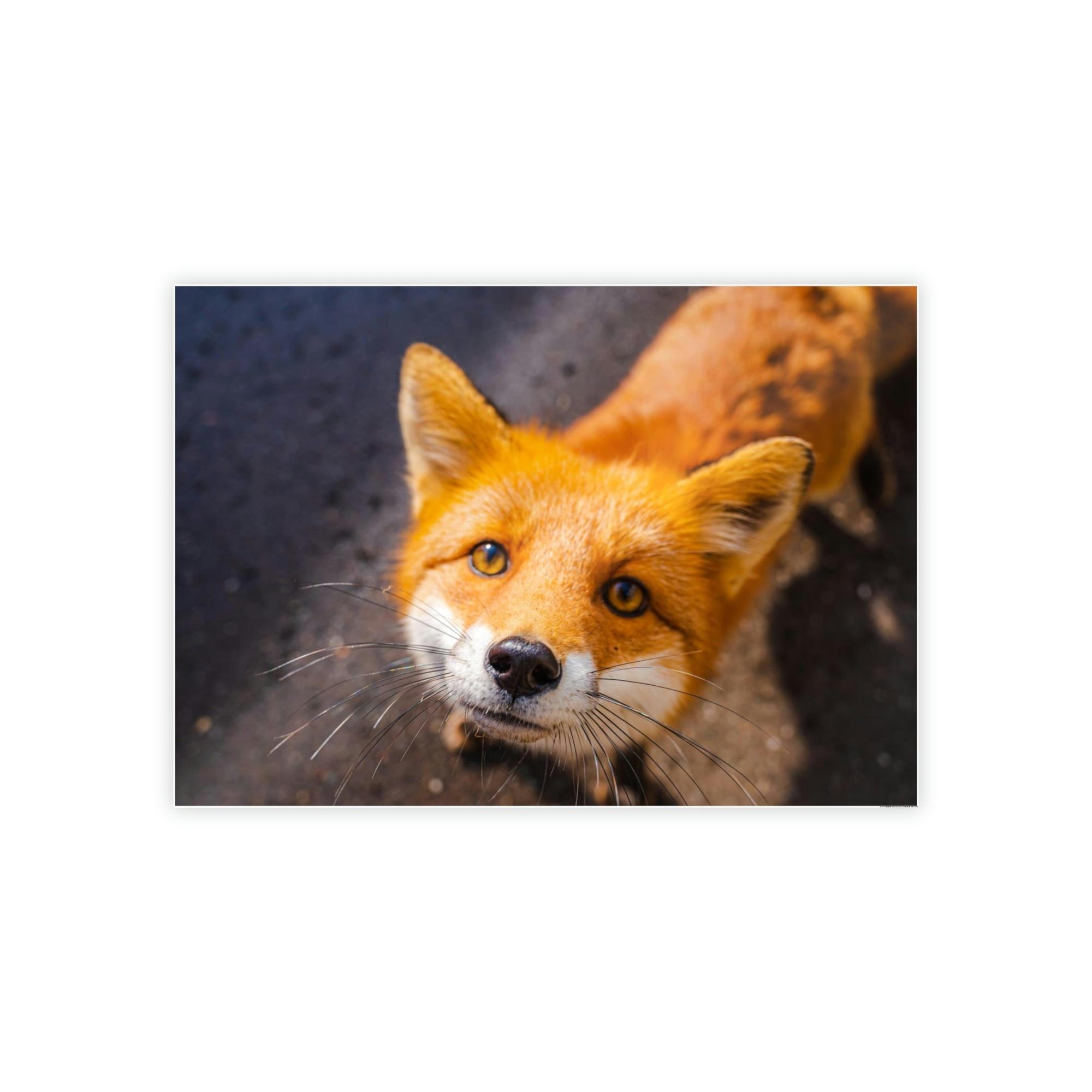 Fox The Mystic Fox: A Mysterious Enigma of the Natural World