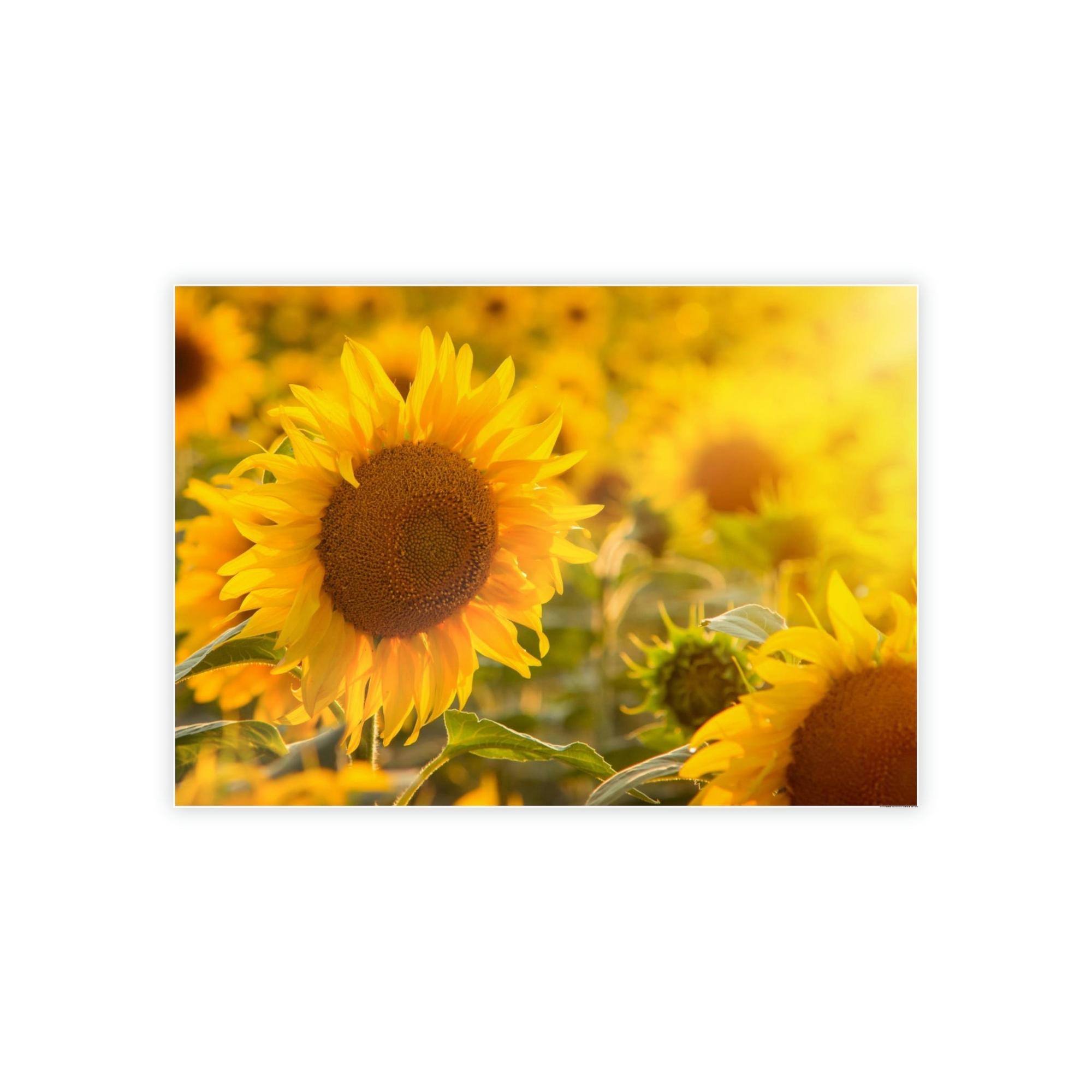 Sunflowers Golden Blooms: A Vibrant Ode to the Beauty of Sunflowers
