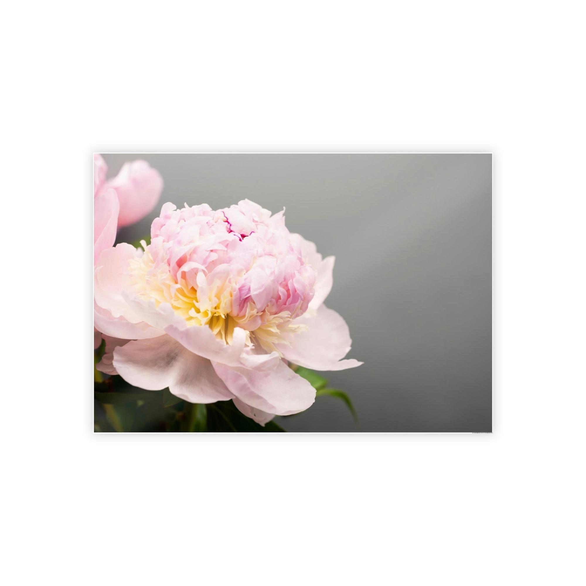Peonies Peony Purity: A Bouquet of White