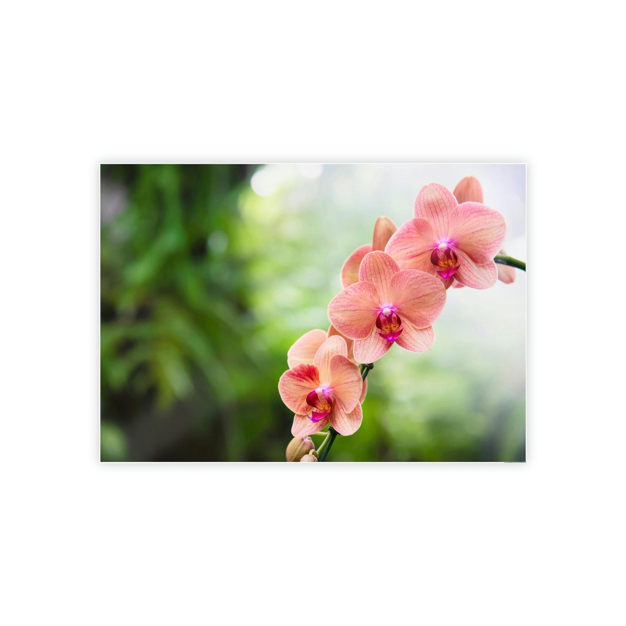 Orchids Whispers of Orchids: A Soft Canvas Touch