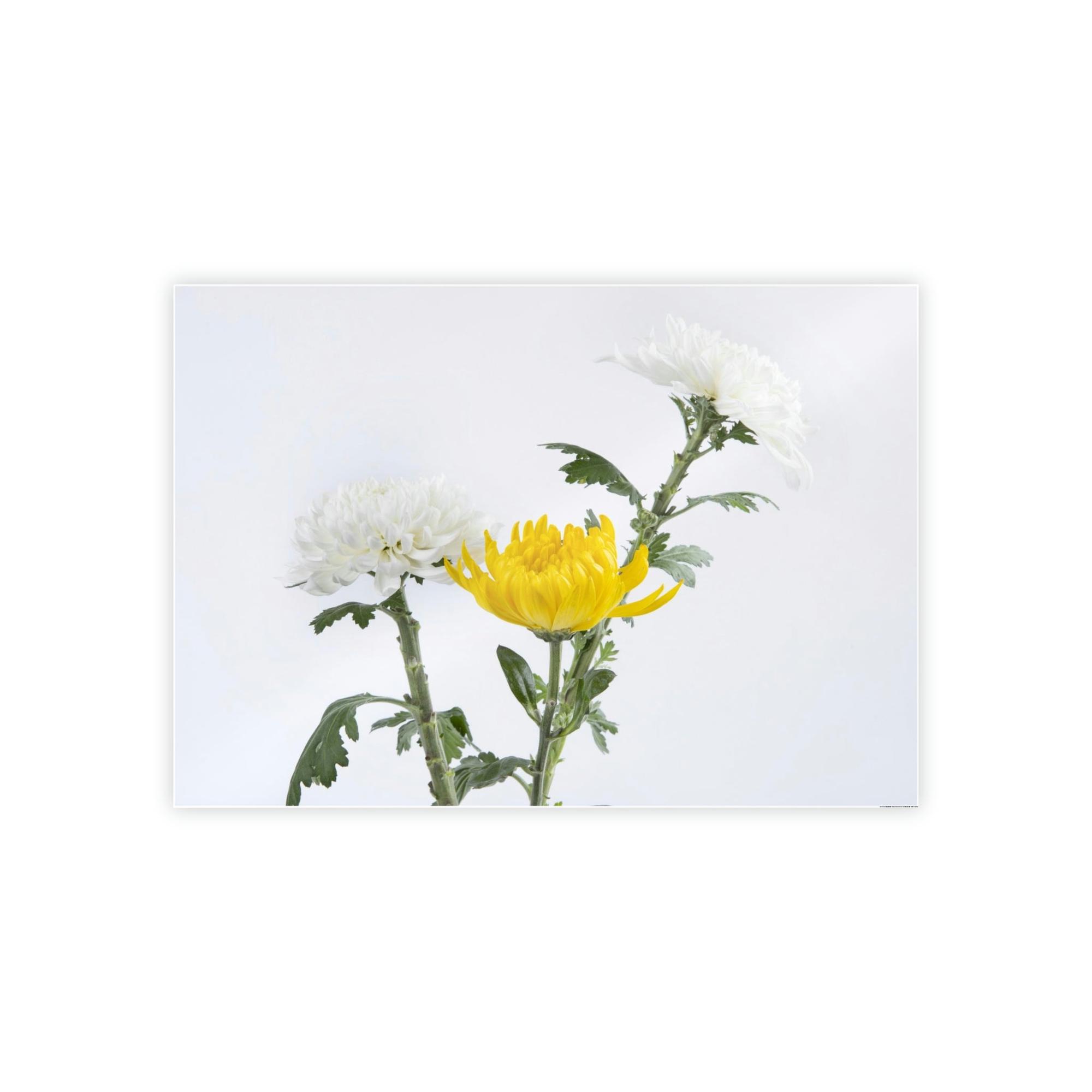 Chrysanthemums Floral Bliss: Poster & Canvas Art with Joyful Chrysanthemum Bouquet