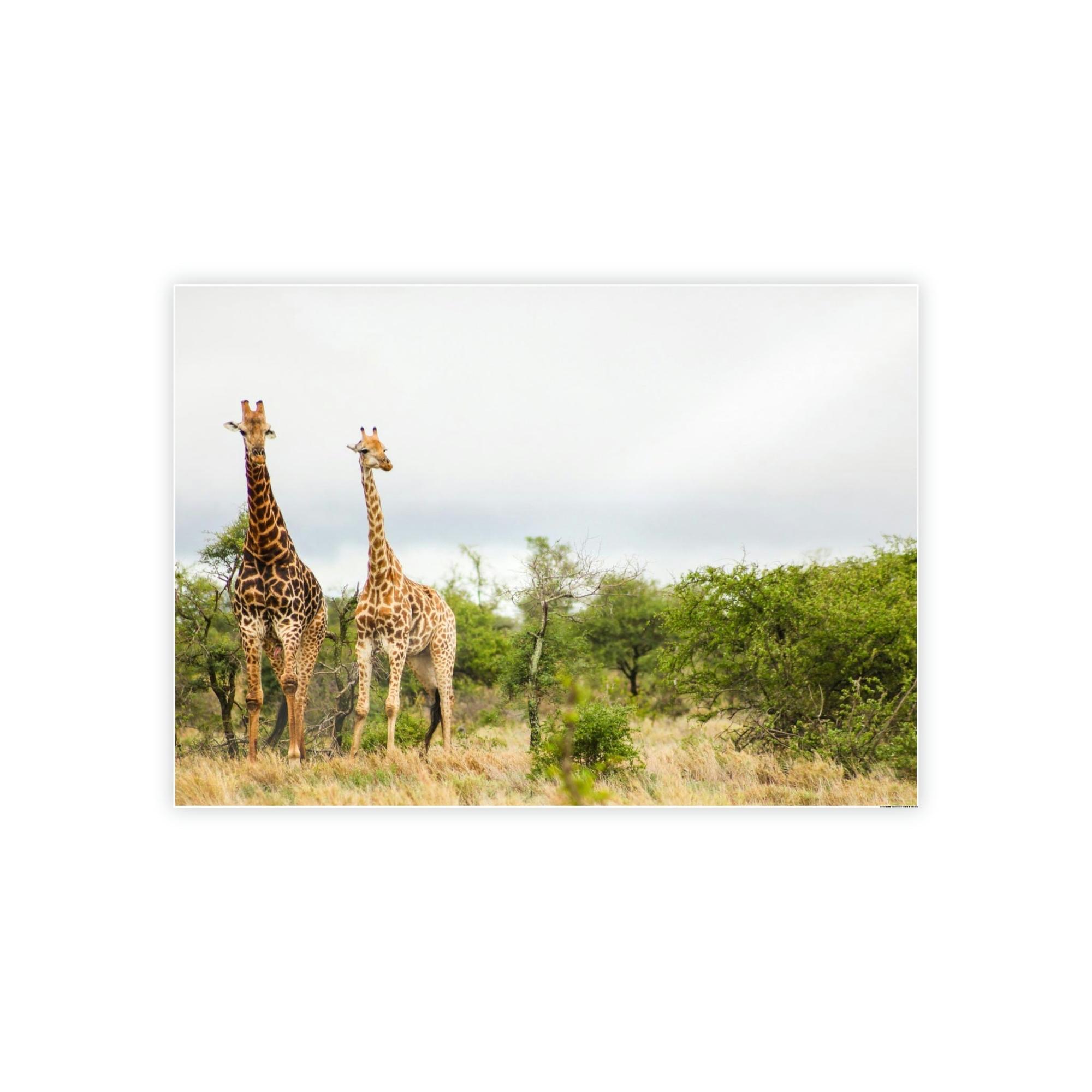 Safari Safari Adventure: An Epic Journey Through the African Wilderness