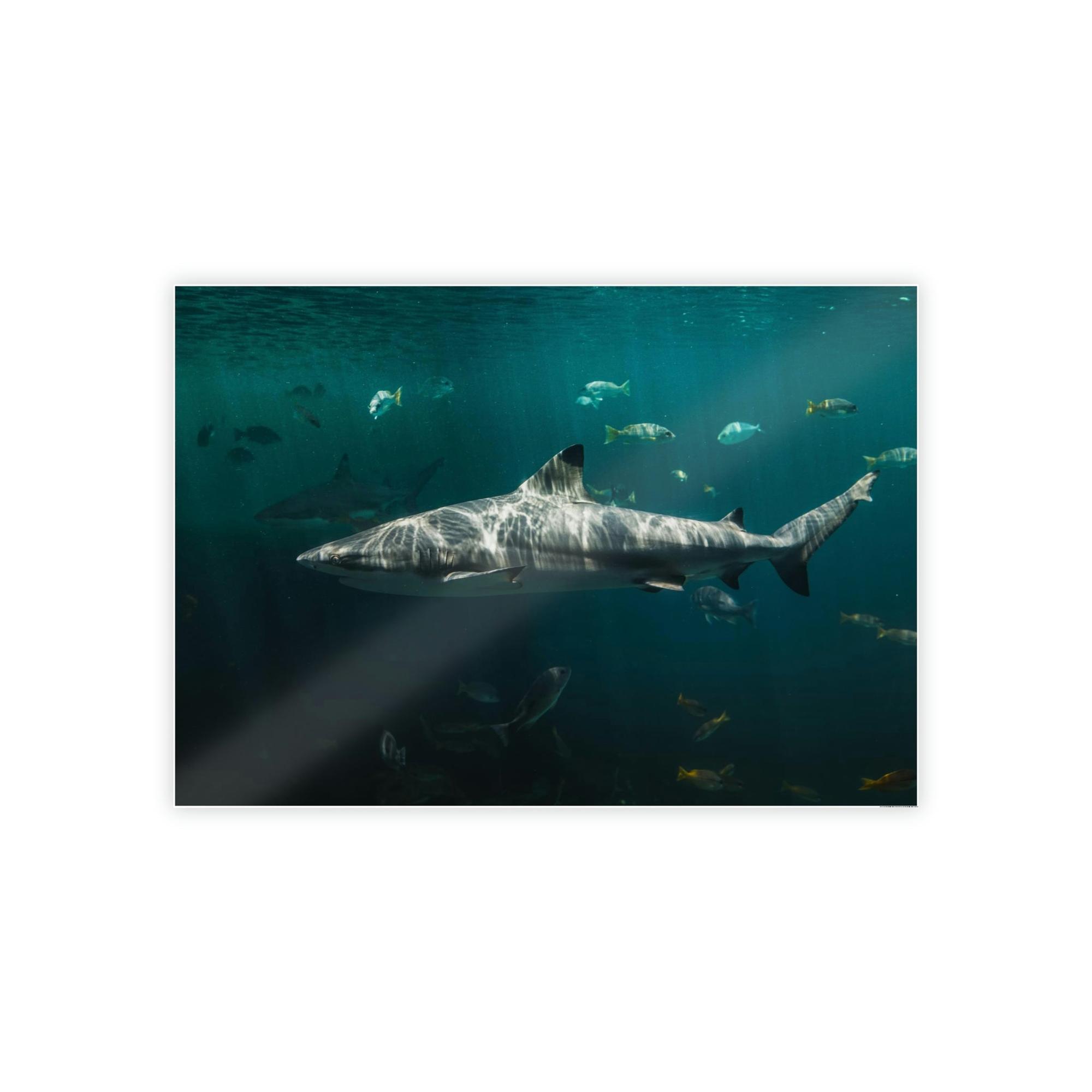 Sharks Silent Predators: Sharks' Haunting Canvas