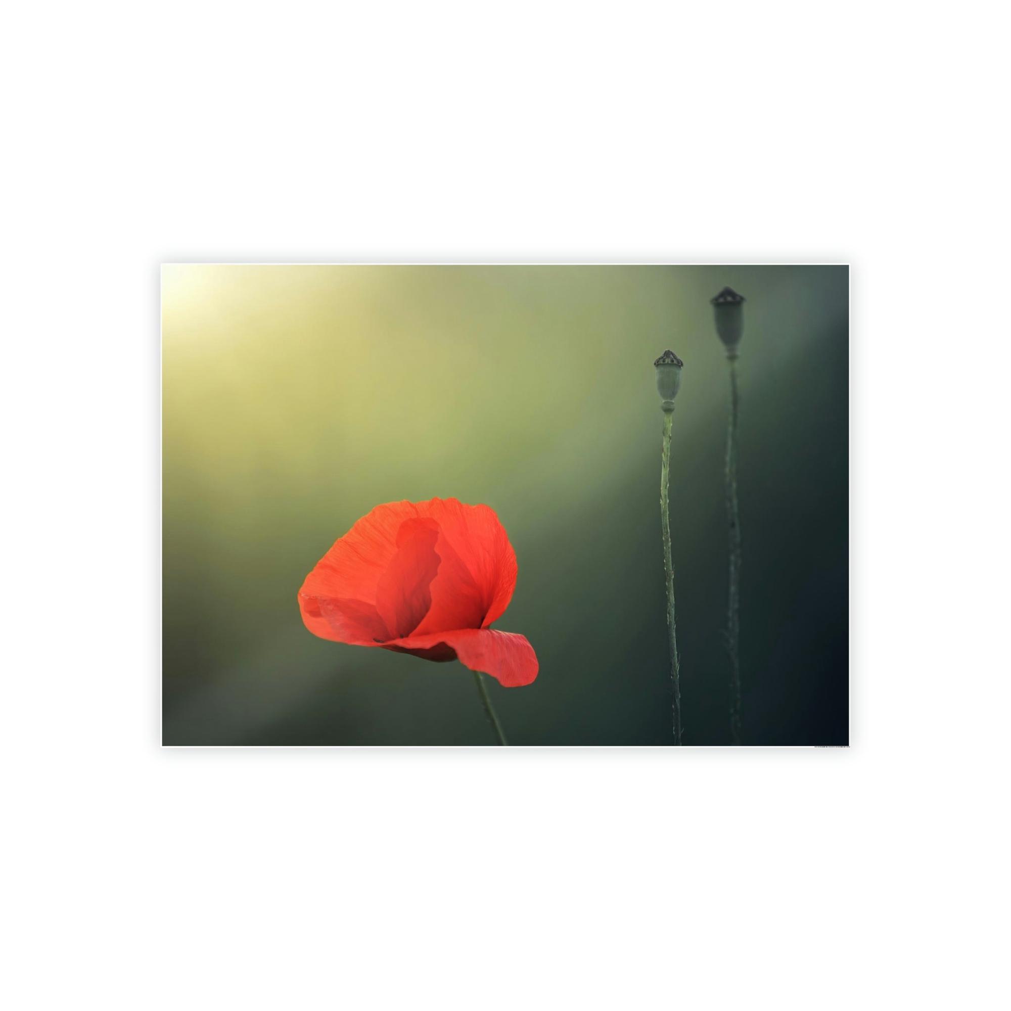 Poppies Pure and Simple: A Painting of a White Poppy as a Symbol of Purity