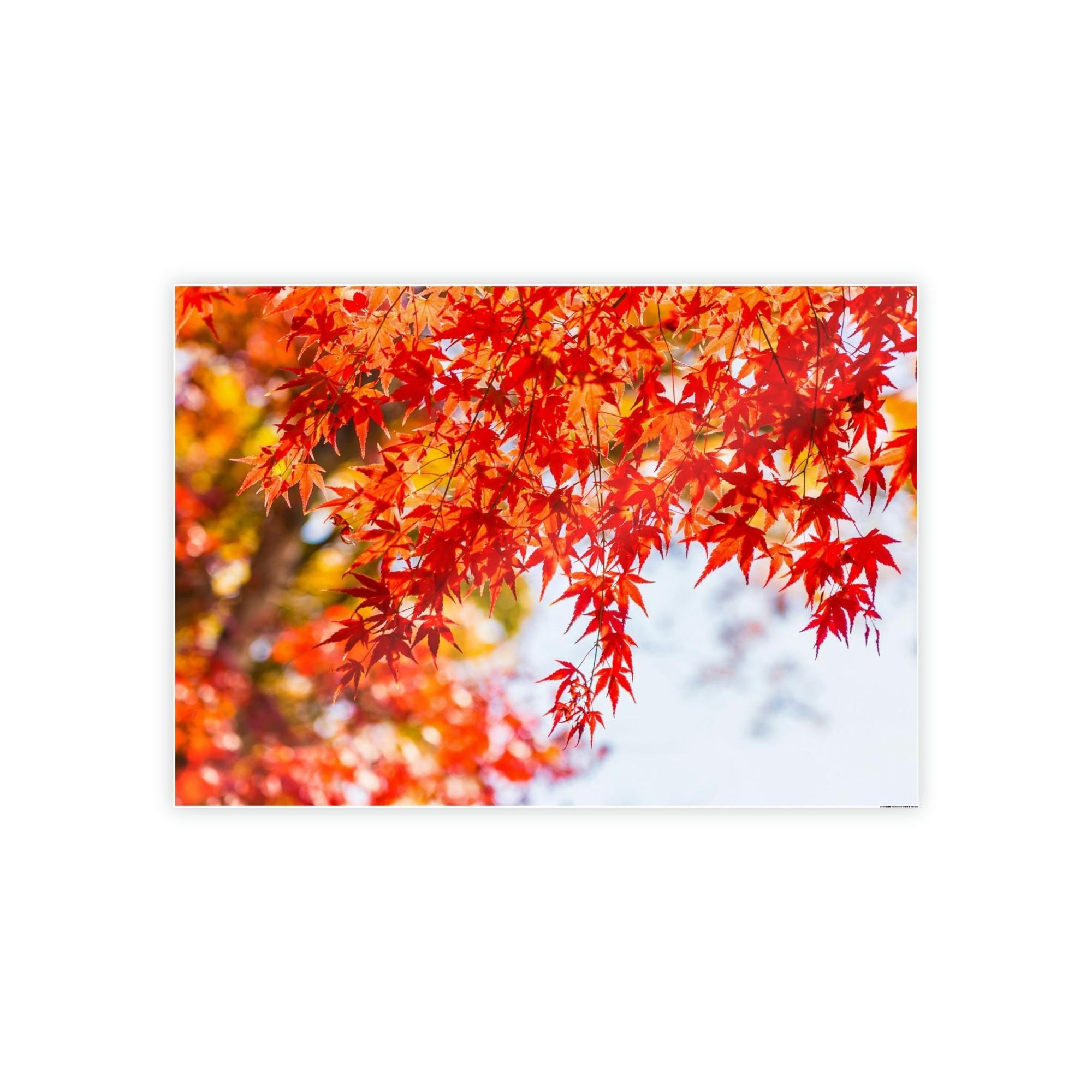 Maple Trees Shades of Red: Maple Trees in Fall