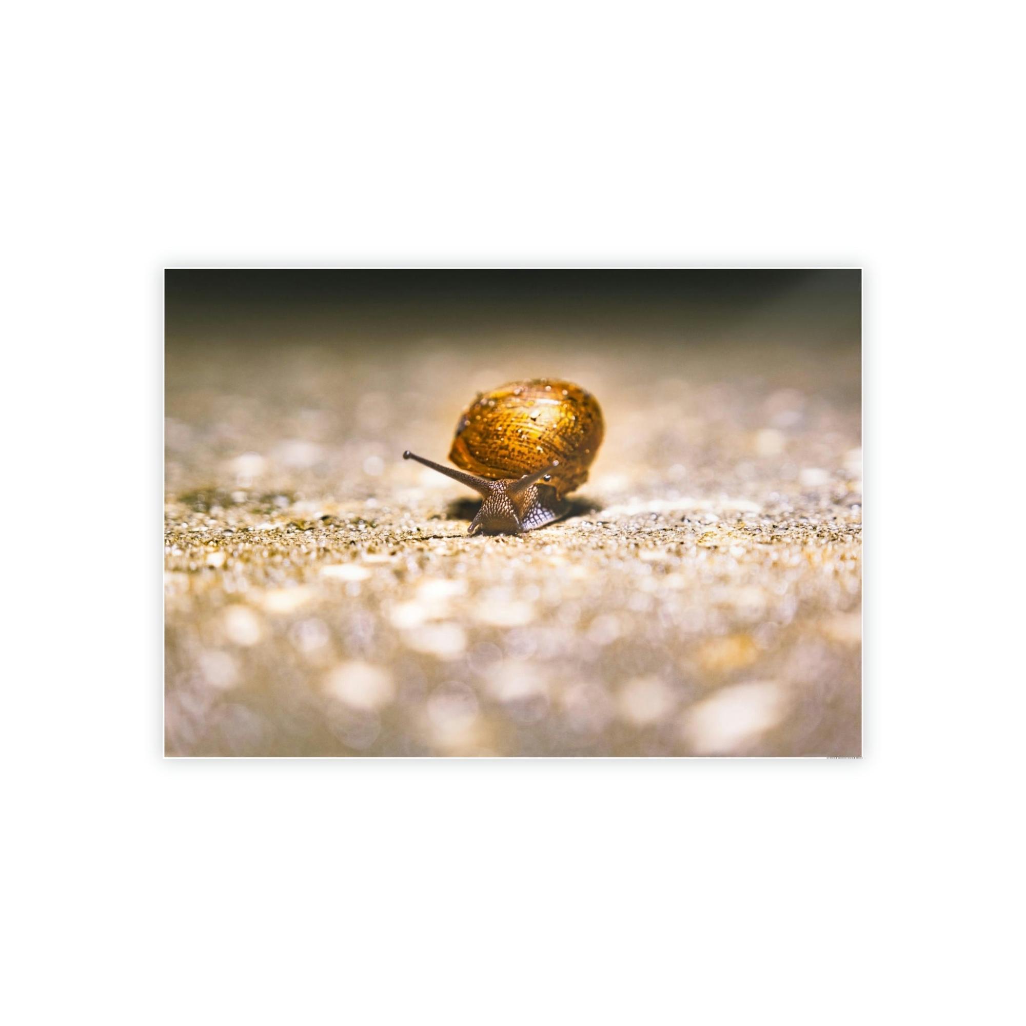 Snails A Slow Journey: Snails on the Move