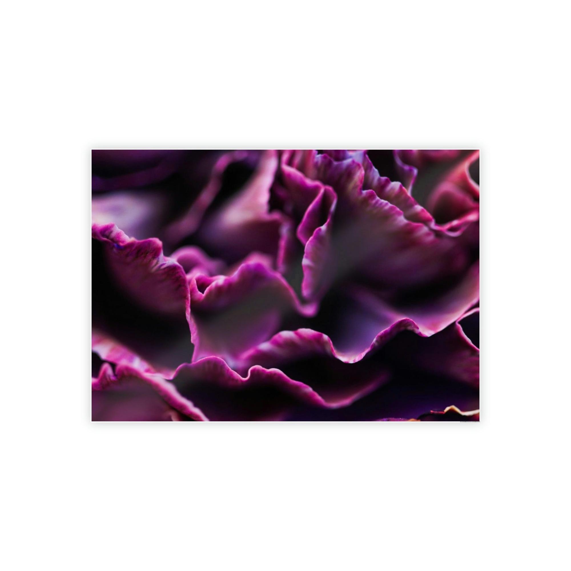Carnations Colorful Petals: Framed Canvas and Wall Art of Carnations for Your Walls