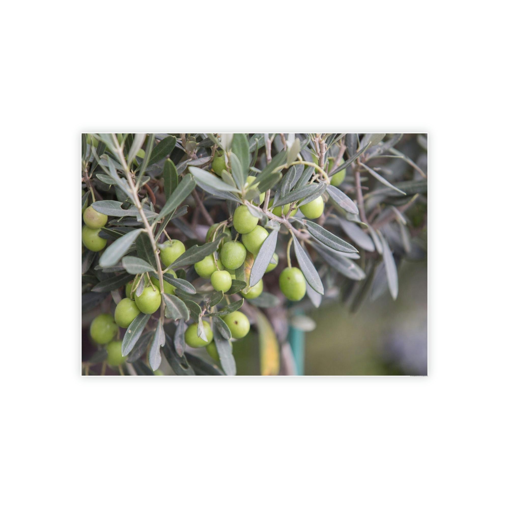 Olive Trees A Grove of Memories: A Nostalgic and Heartfelt Tribute to the Olive Trees' History