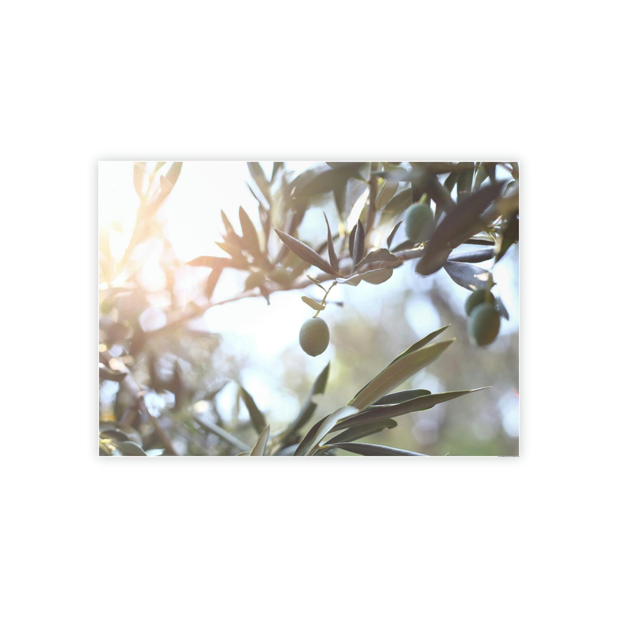 Olive Trees Ancient Wisdom: A Reverential and Timeless Homage to the Ancient Olive Trees