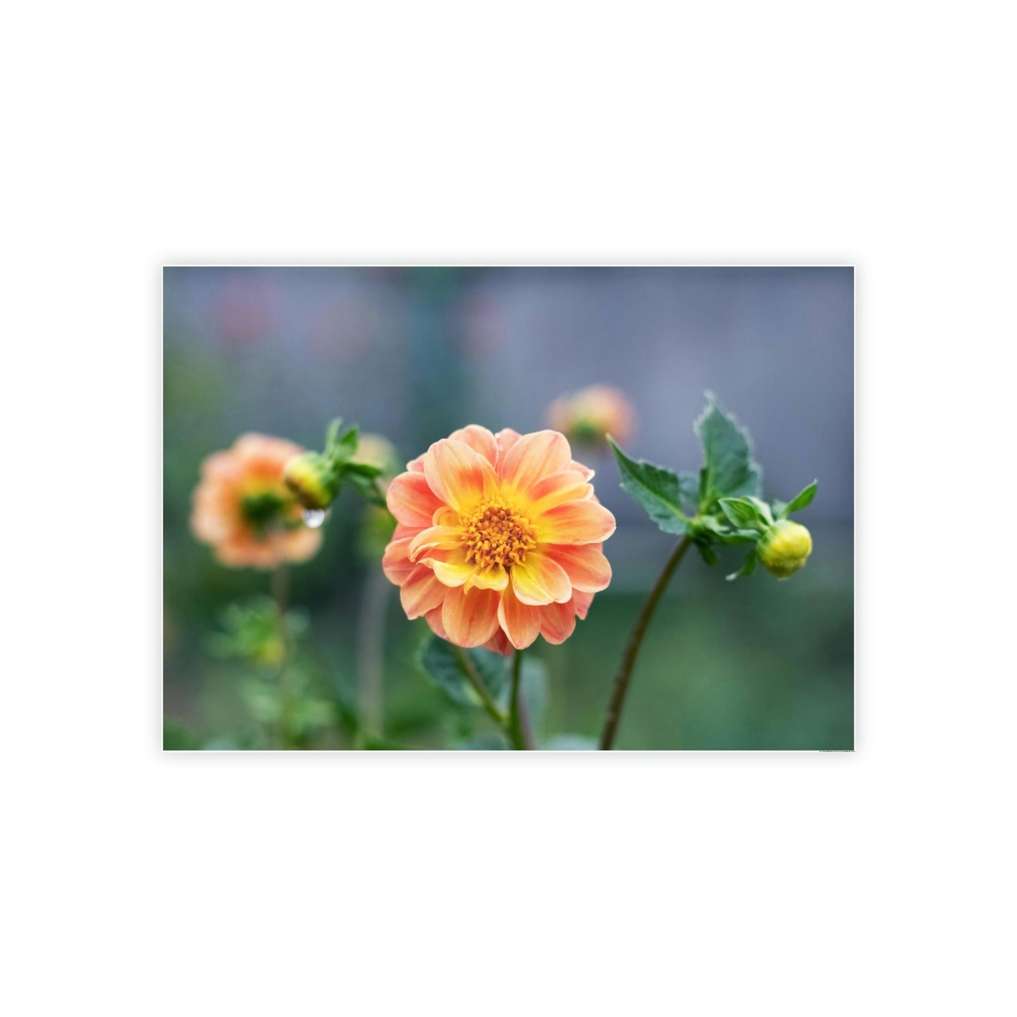 Dahlias The Joy of Dahlias: A Poster of These Bright and Beautiful Flowers