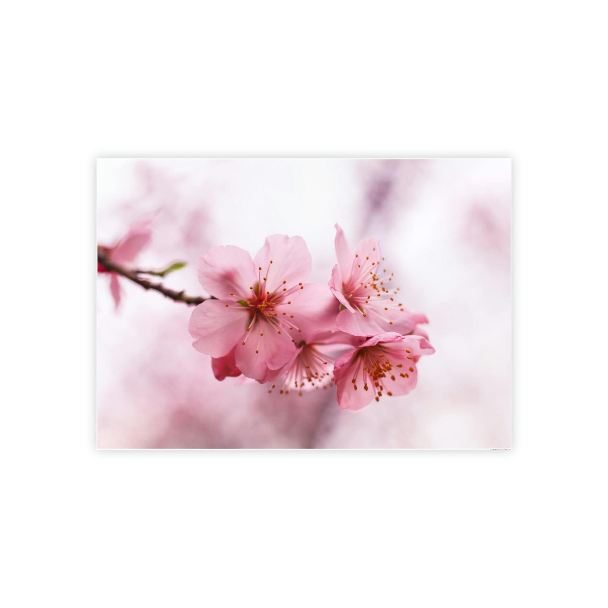Cherry Blossoms Japanese Garden: Cherry Blossoms on Natural Canvas