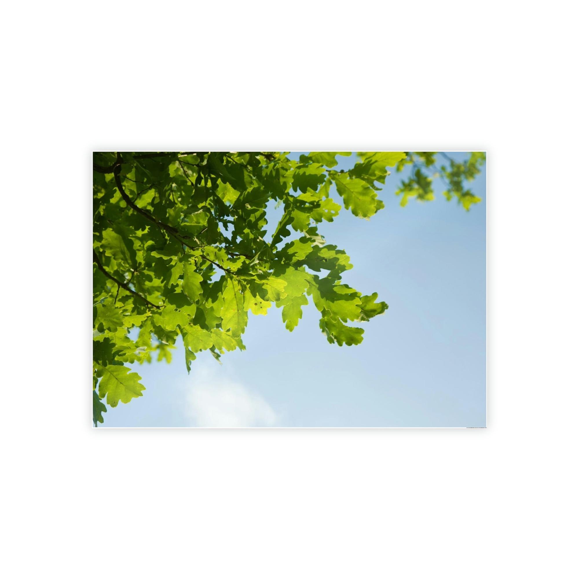 Oak Trees Oak Trees' Radiance: A Luminous Vision of the Forest's Brilliance