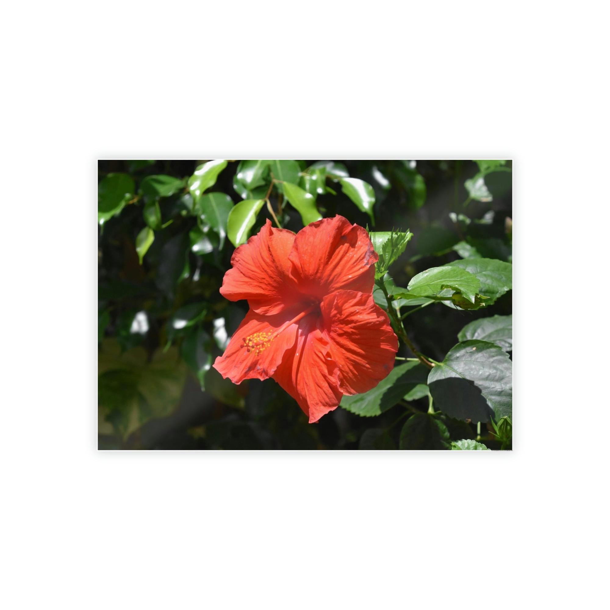 undefined The Charismatic Hibiscuses: A Vivid Showcase of Nature's Grace and Elegance