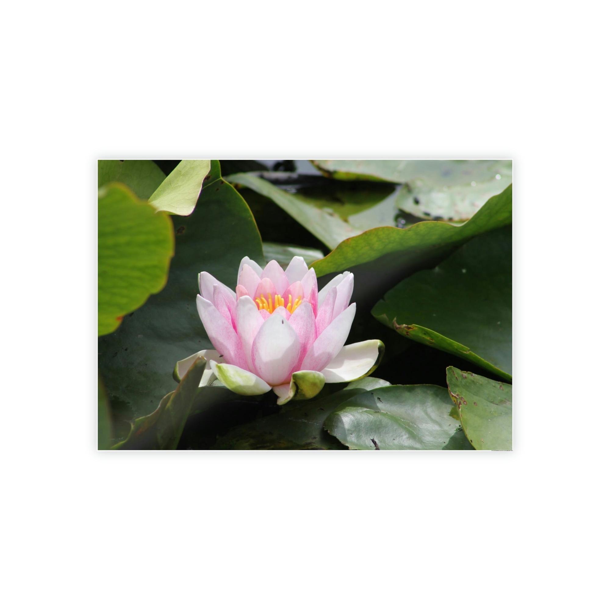 Lotuses Serenity in Lotuses: Natural Canvas & Poster Wall Art