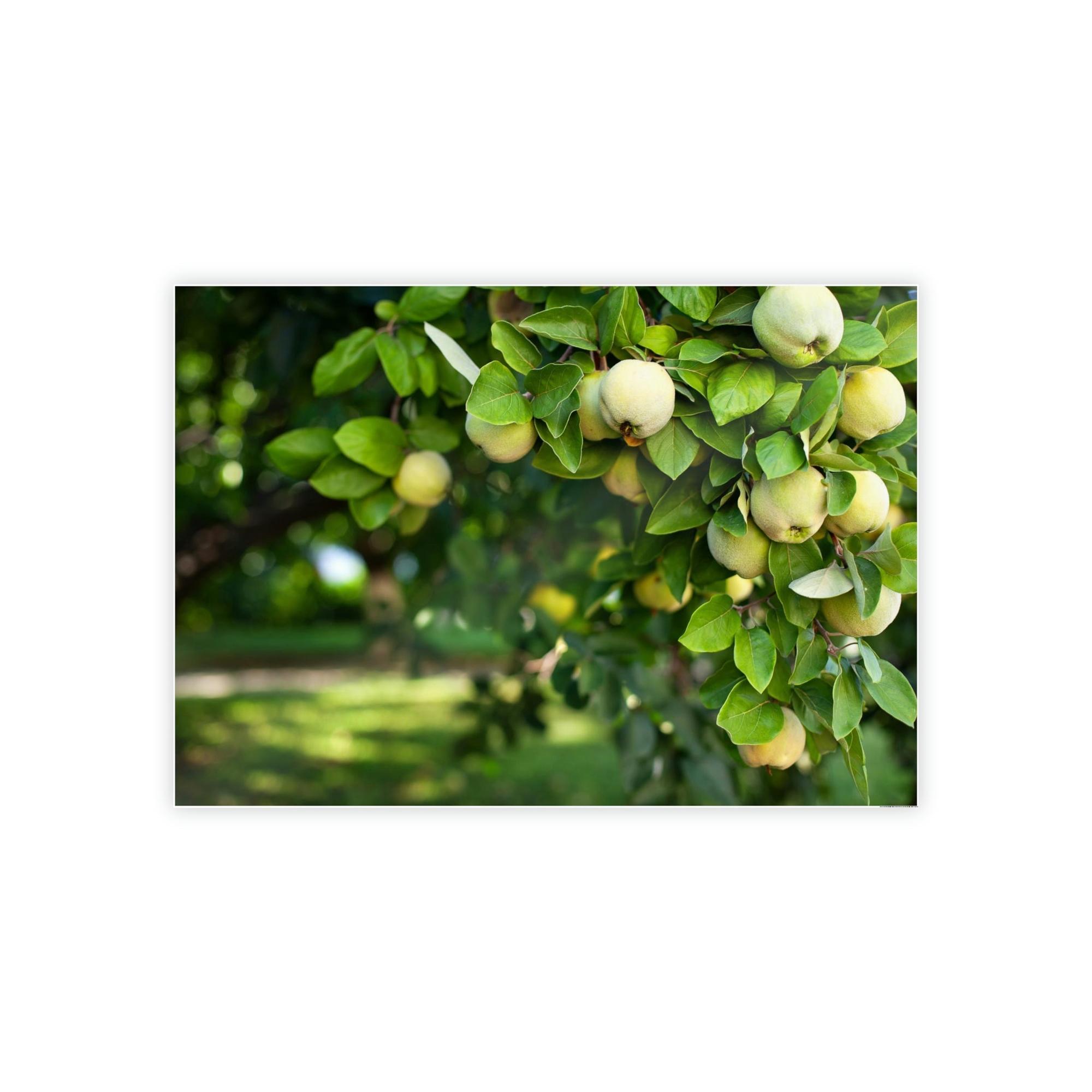 Fruit Trees Harvest Time: Fruit Trees Painting on Canvas