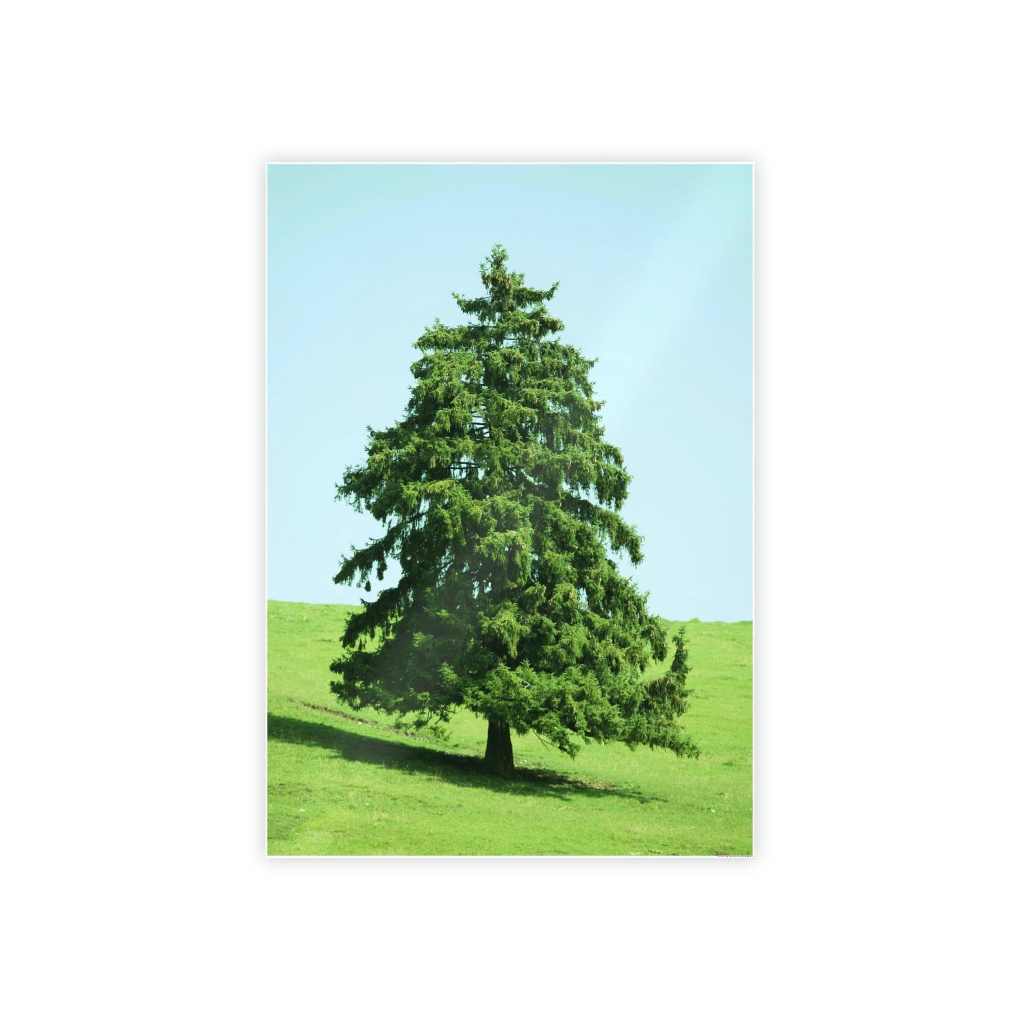 Cypress Tree A Cypress Oasis of Beauty and Tranquility: A Haven of Serenity and Peace