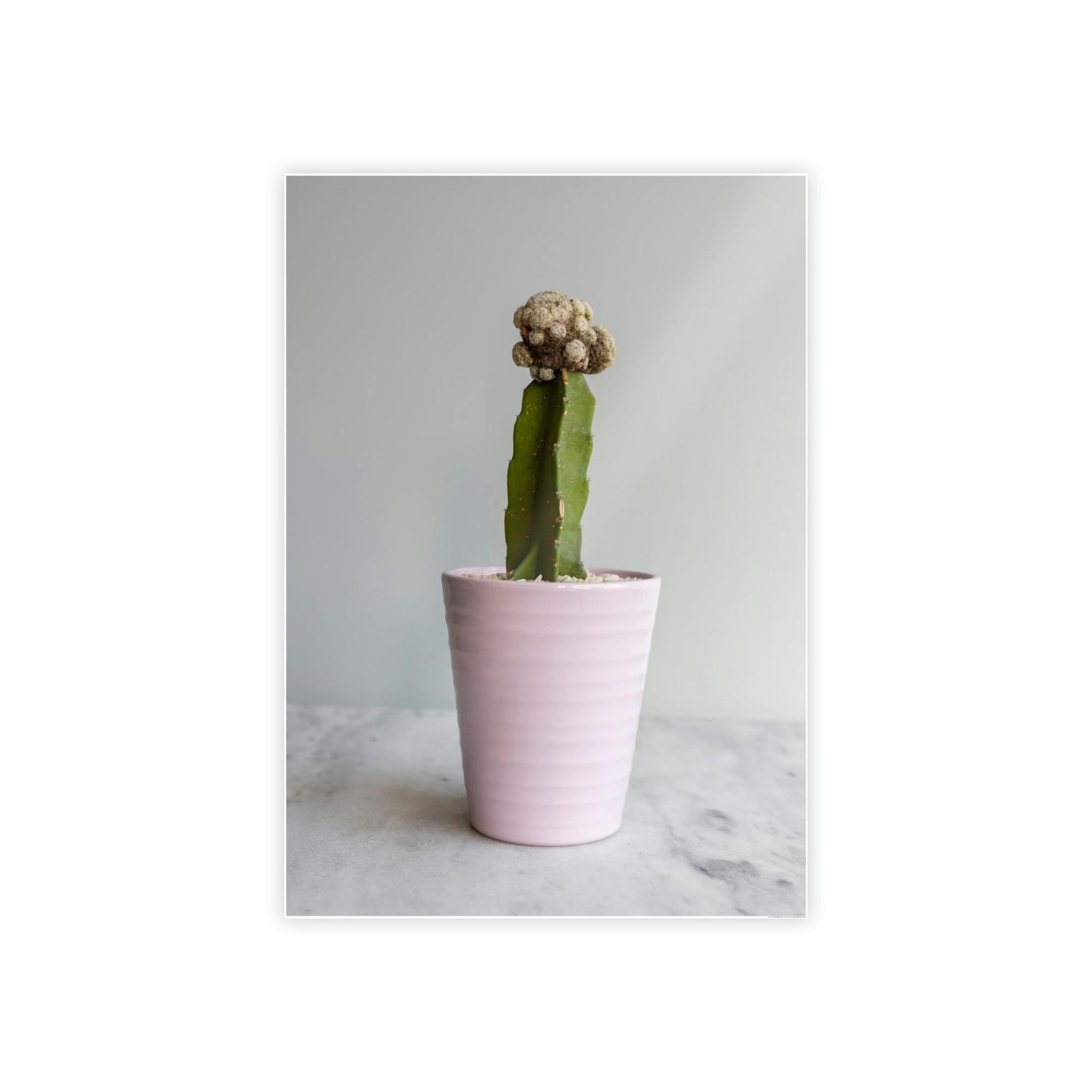 Cactus Botanical Bliss: Cactus Print on Canvas and Framed Art