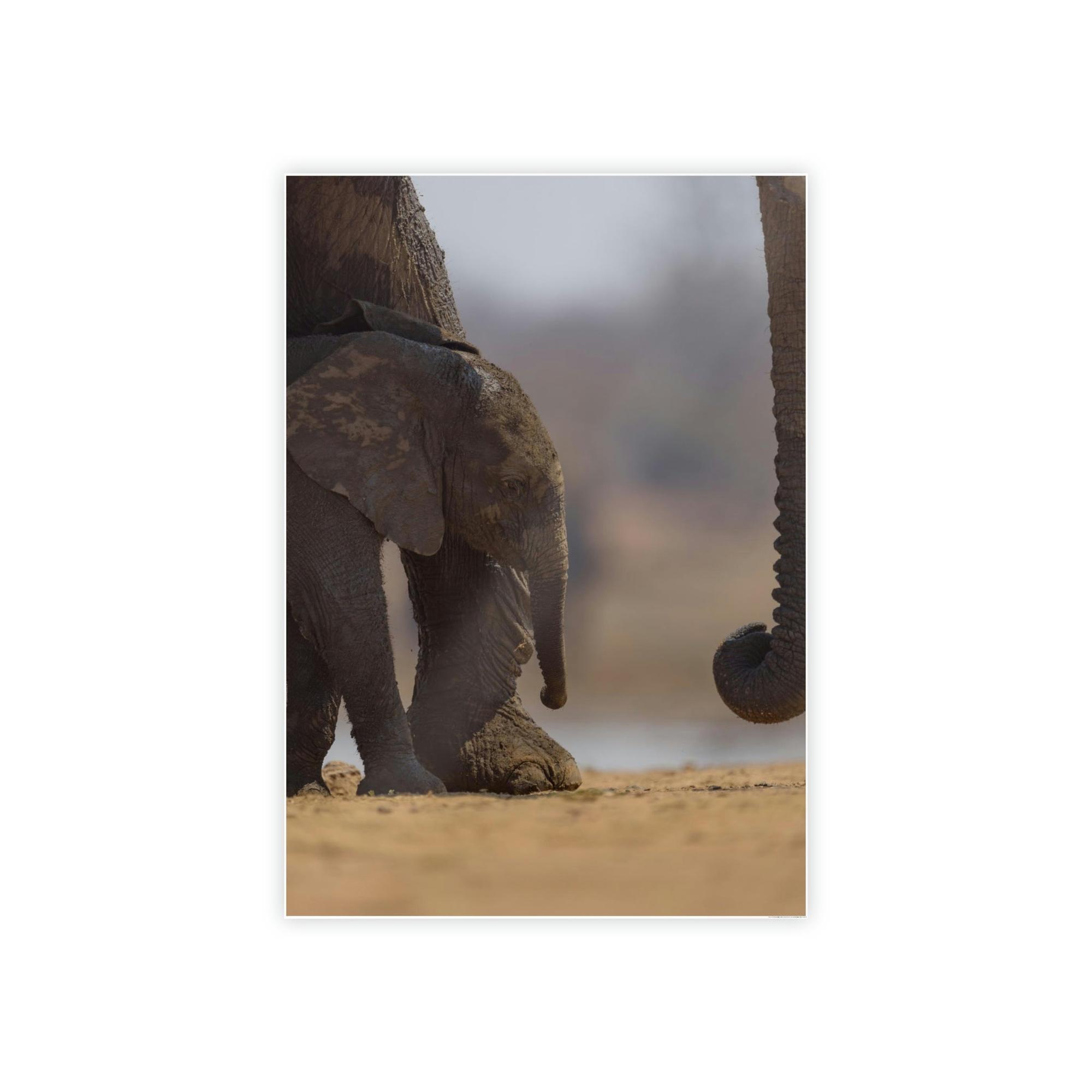Safari Wildlife Trek: A Journey Through the African Savanna's Most Beautiful Creatures