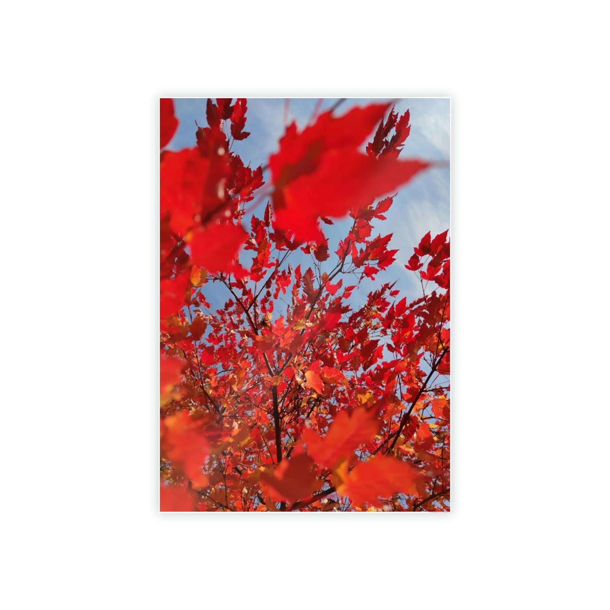 Maple Trees Autumn's Glow: Maple Trees in Bloom