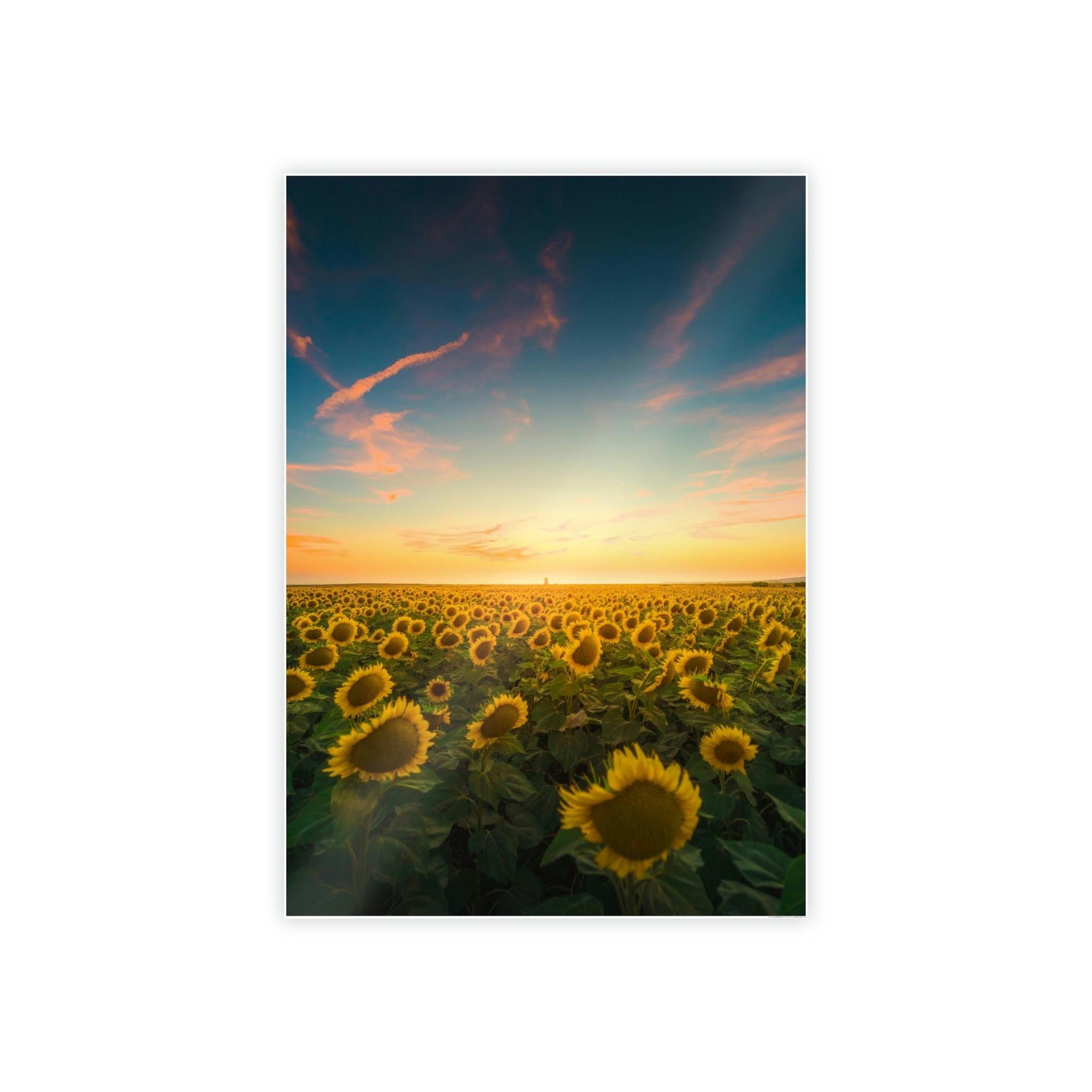 Sunflowers Radiant Rays: A Mesmerizing and Luminous Portrait of Sunflowers' Glory