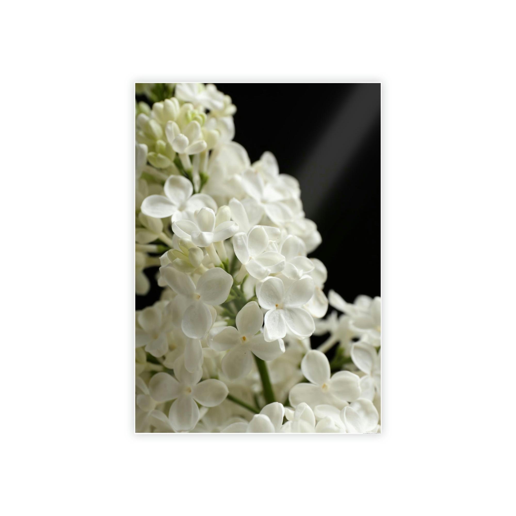 Lilacs The Majestic Lilacs: A Royal Presen