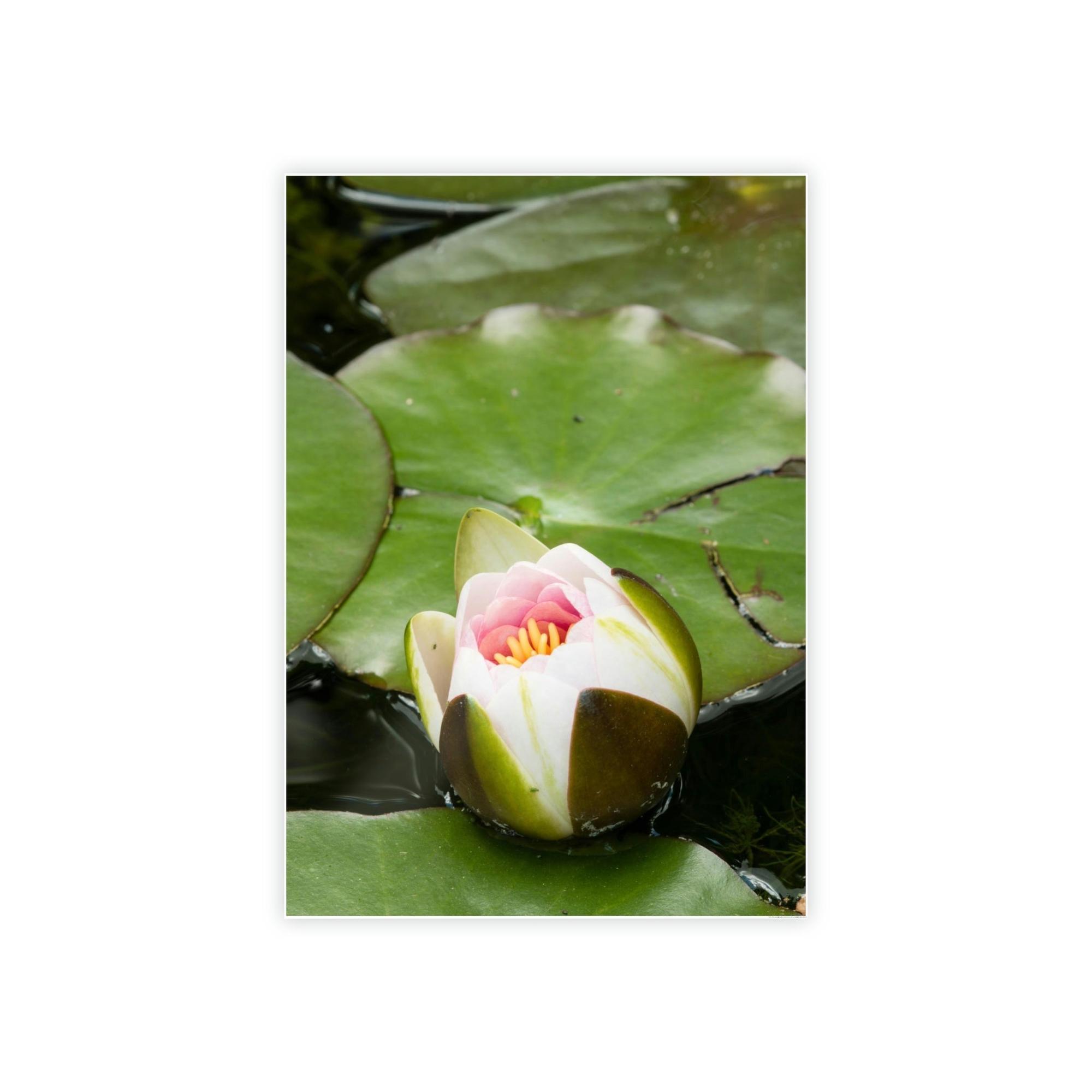 Lilies & Waterlily Serene Reflections: Lilies on Water