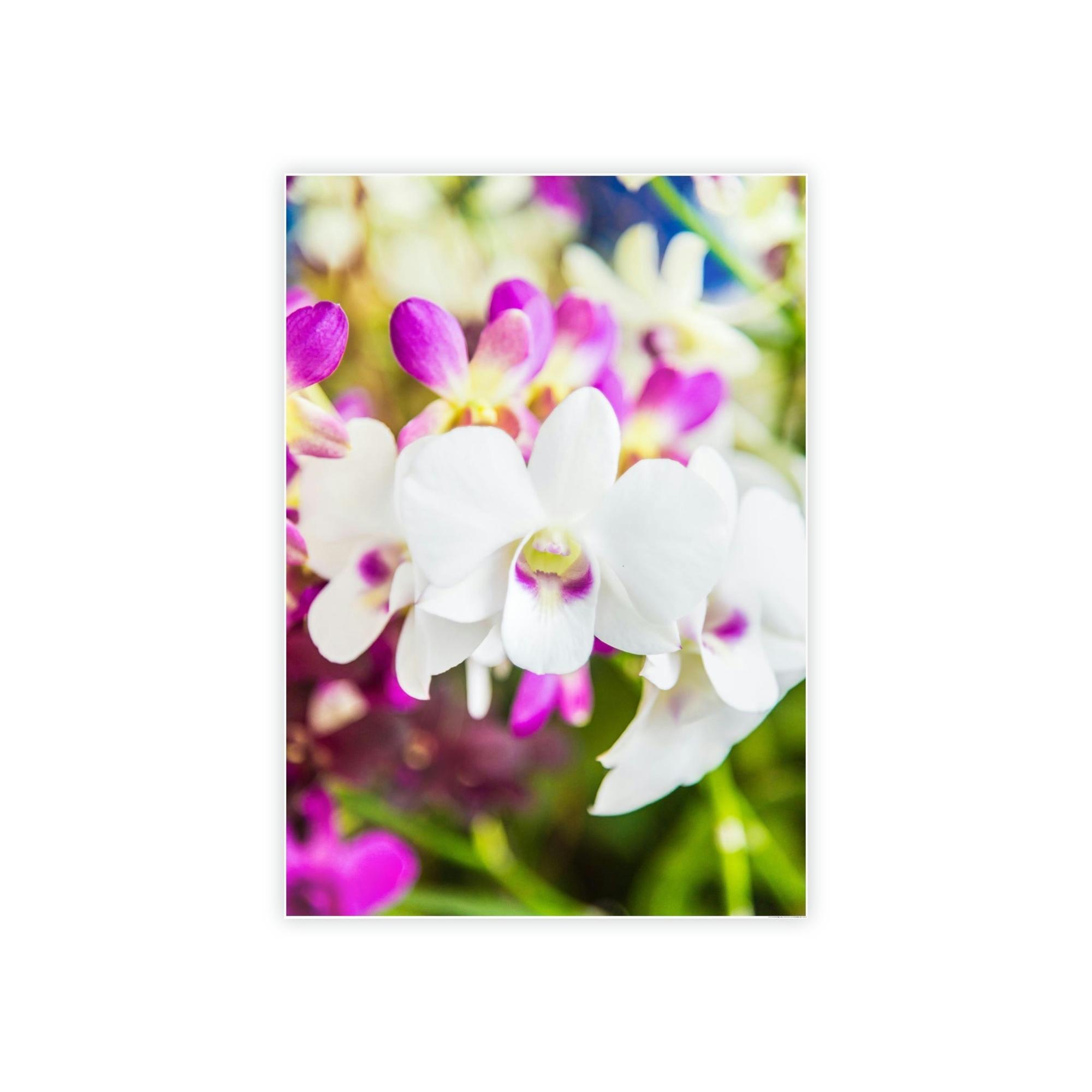 Orchids Orchid Garden: A Colorful Canvas Escape