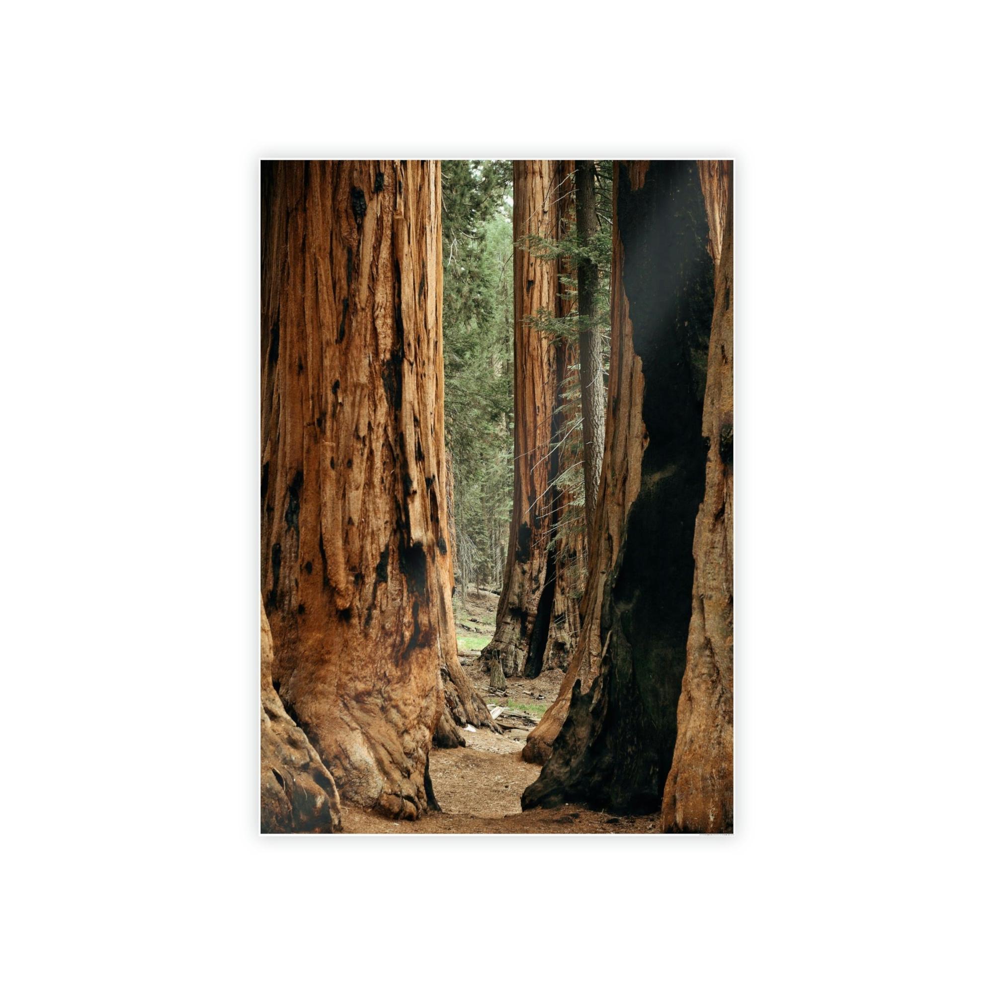 Trees Woodsy Whispers: A Peaceful Journey Through a Forest's Secrets