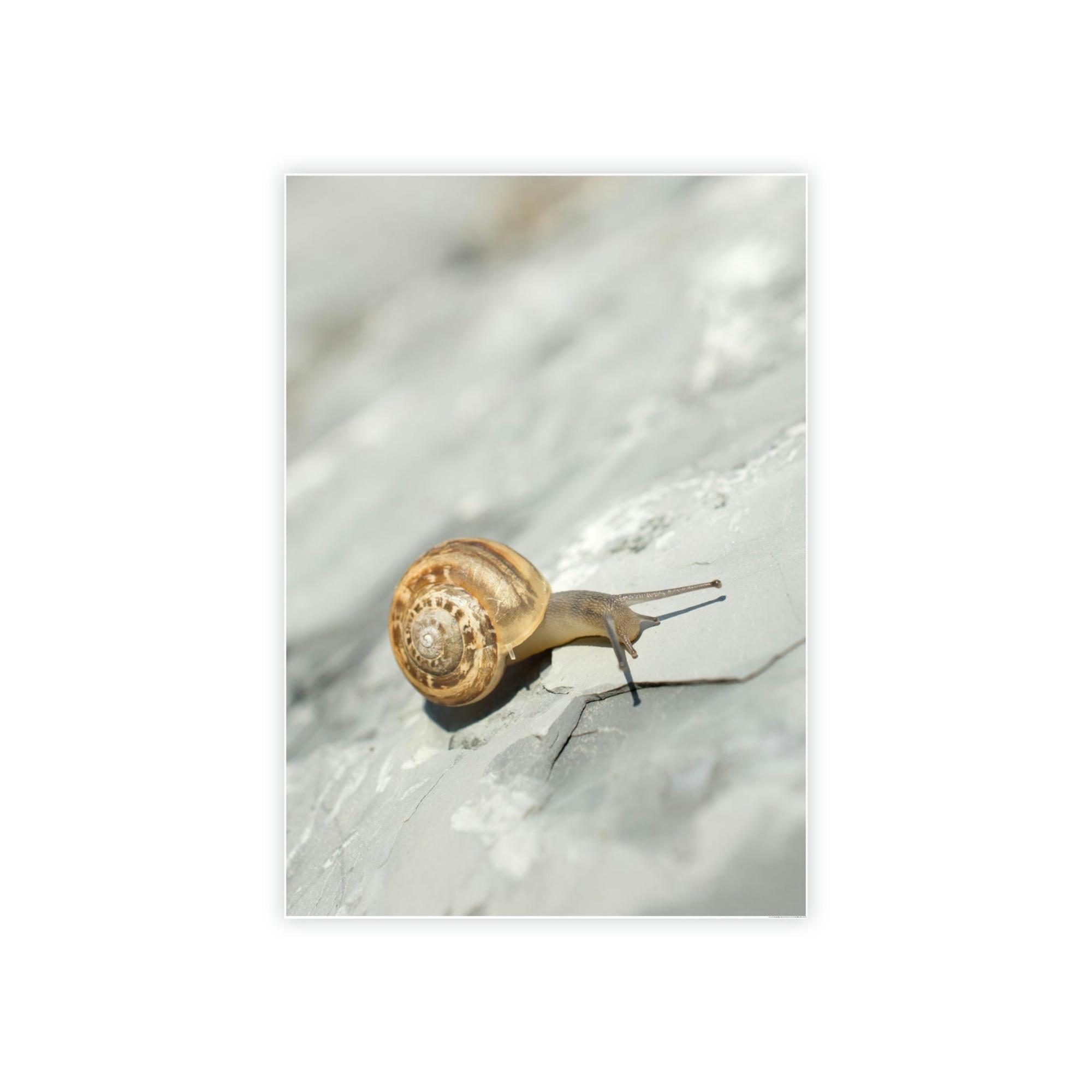 Snails A Snail's World: Life in Slow Motion