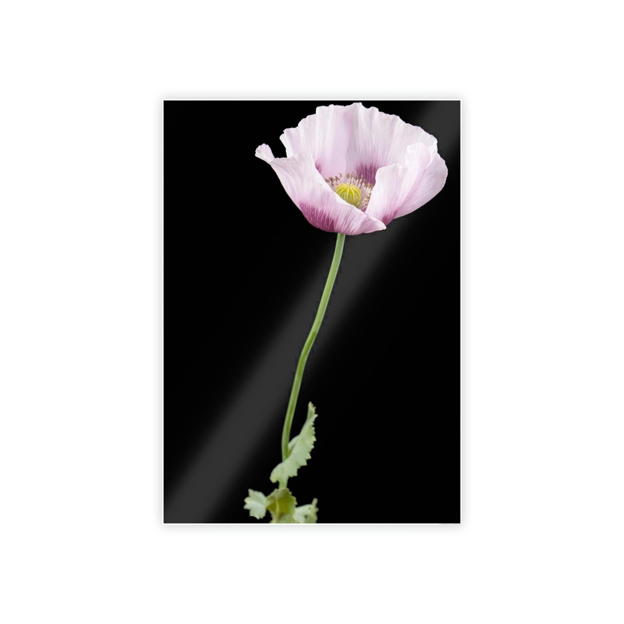 Poppies Petals of Passion: A Painting of Poppies as a Symbol of Love