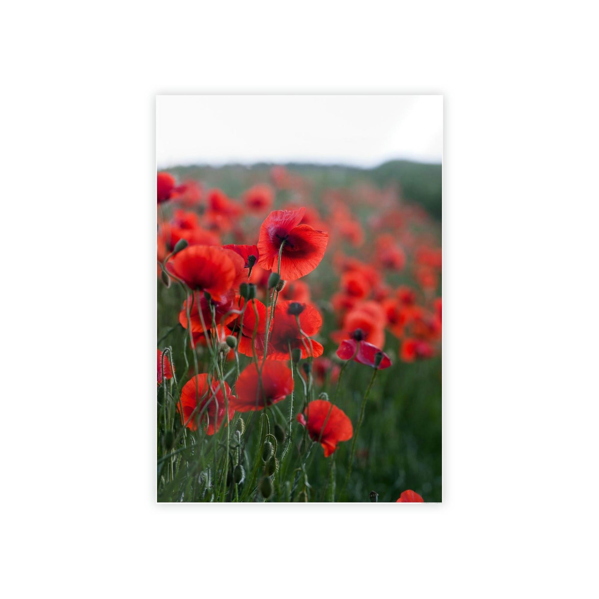 Poppies Fields of Red: A Painting of Poppies in Bloom