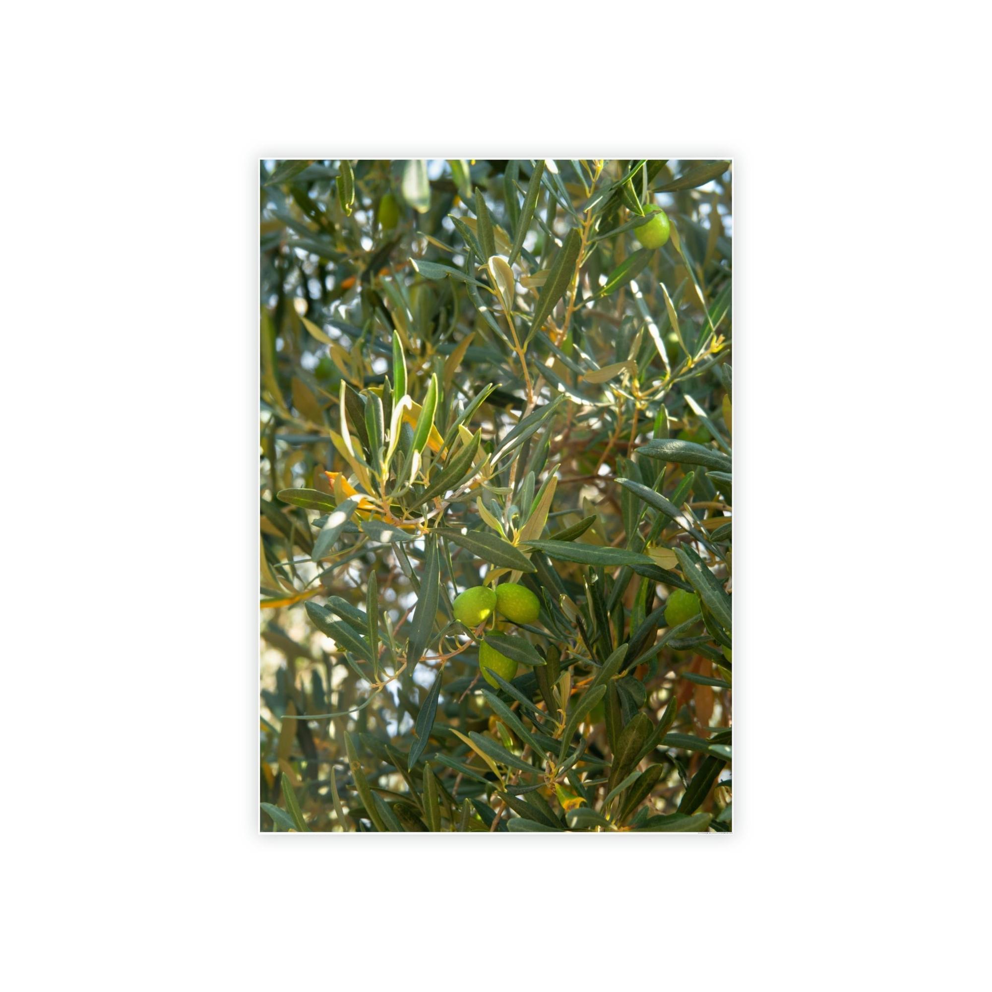 Olive Trees Mediterranean Groves: A Lush and Vibrant Ode to the Olive Trees of the South